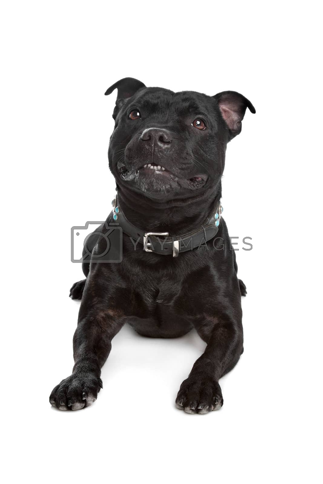 Royalty free image of Staffordshire Bull Terrier by eriklam