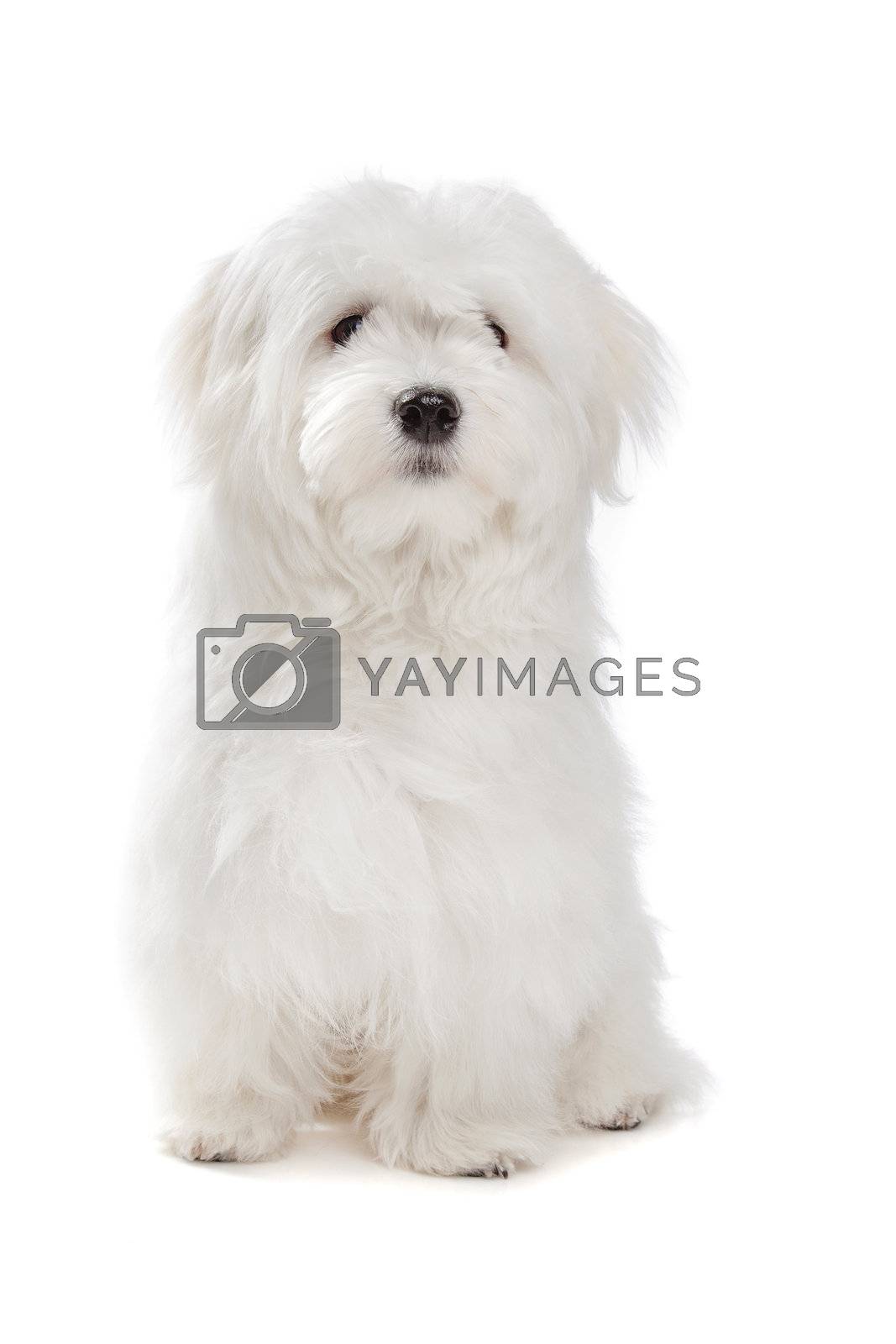 Royalty free image of Maltese dog by eriklam
