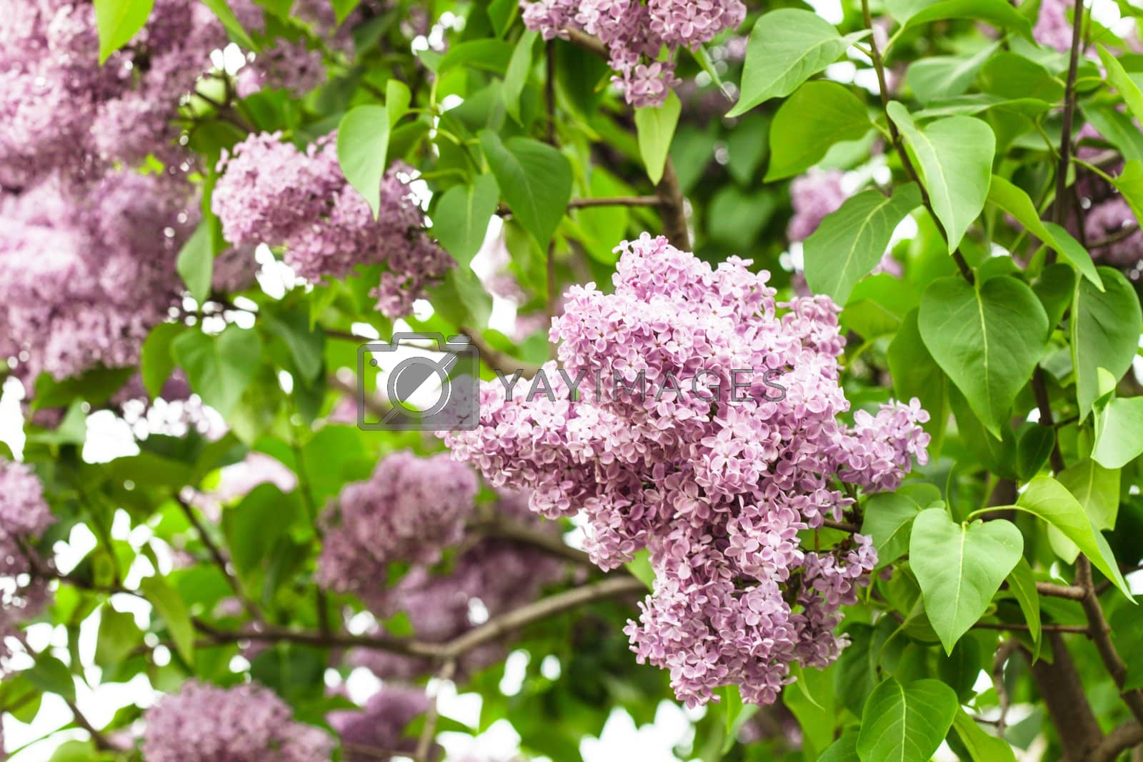 Royalty free image of Lilac bush by oksix