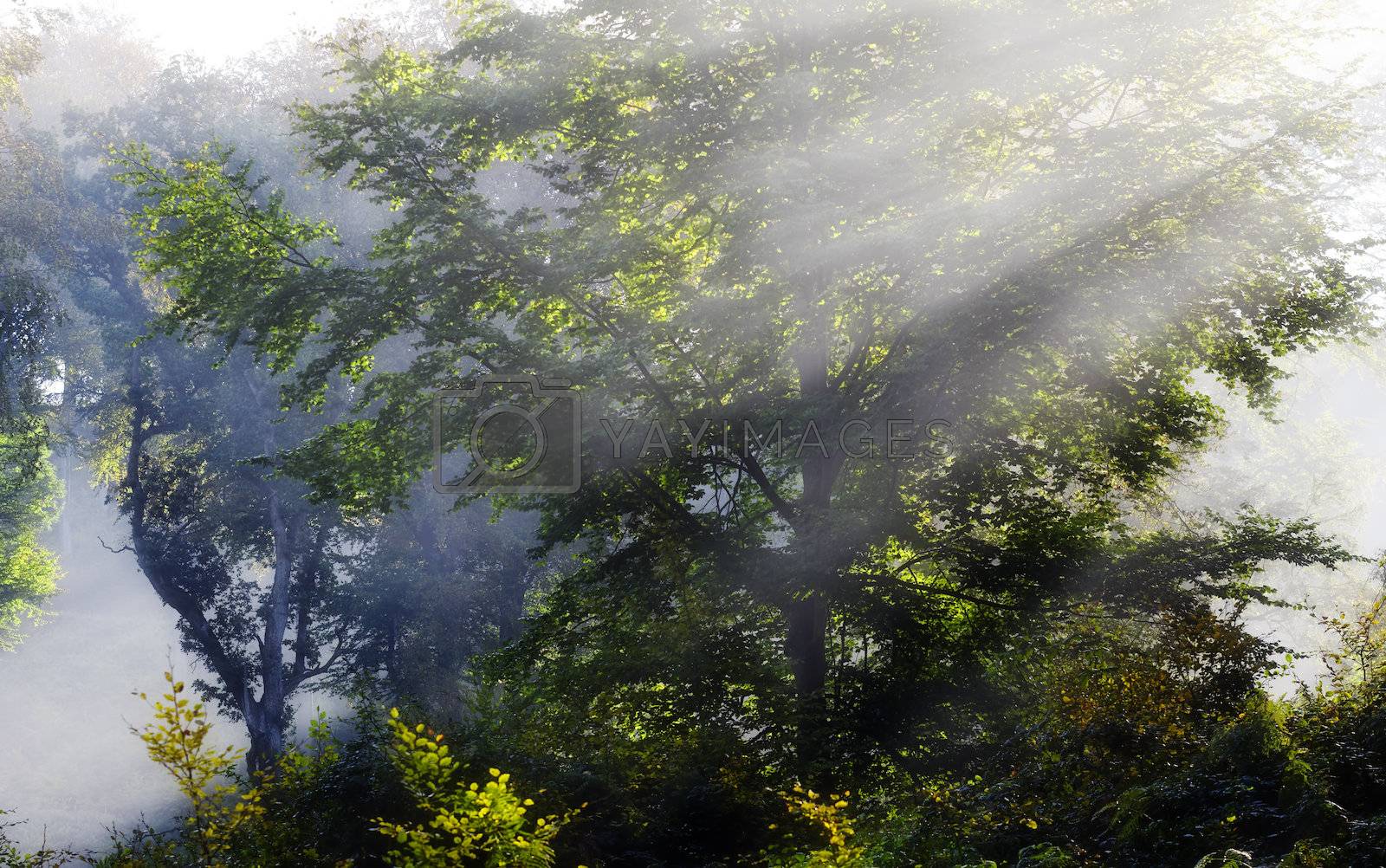 Royalty free image of Misty Sunbeam on trees by gufoto