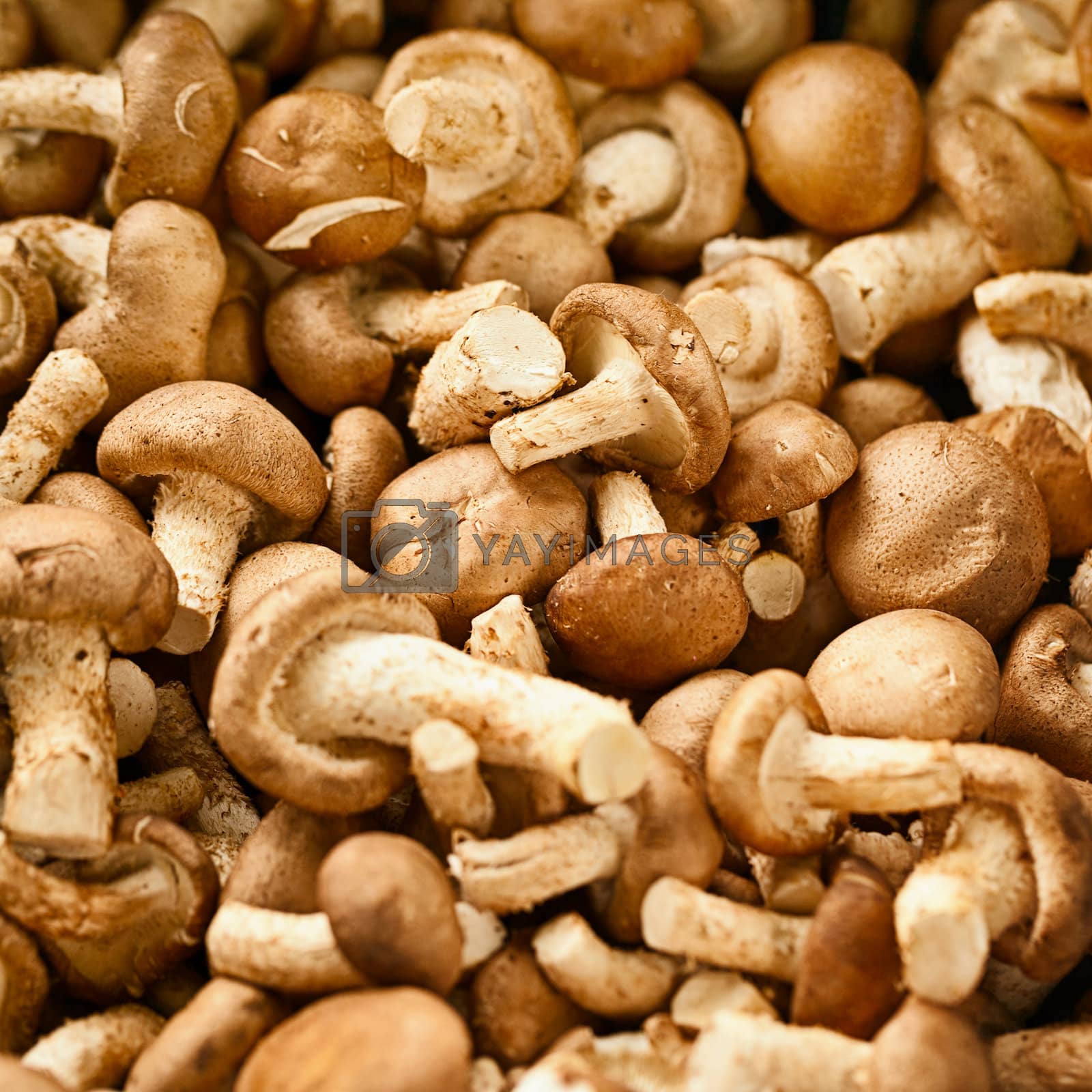 Royalty free image of Edible mushrooms on the market by pzaxe