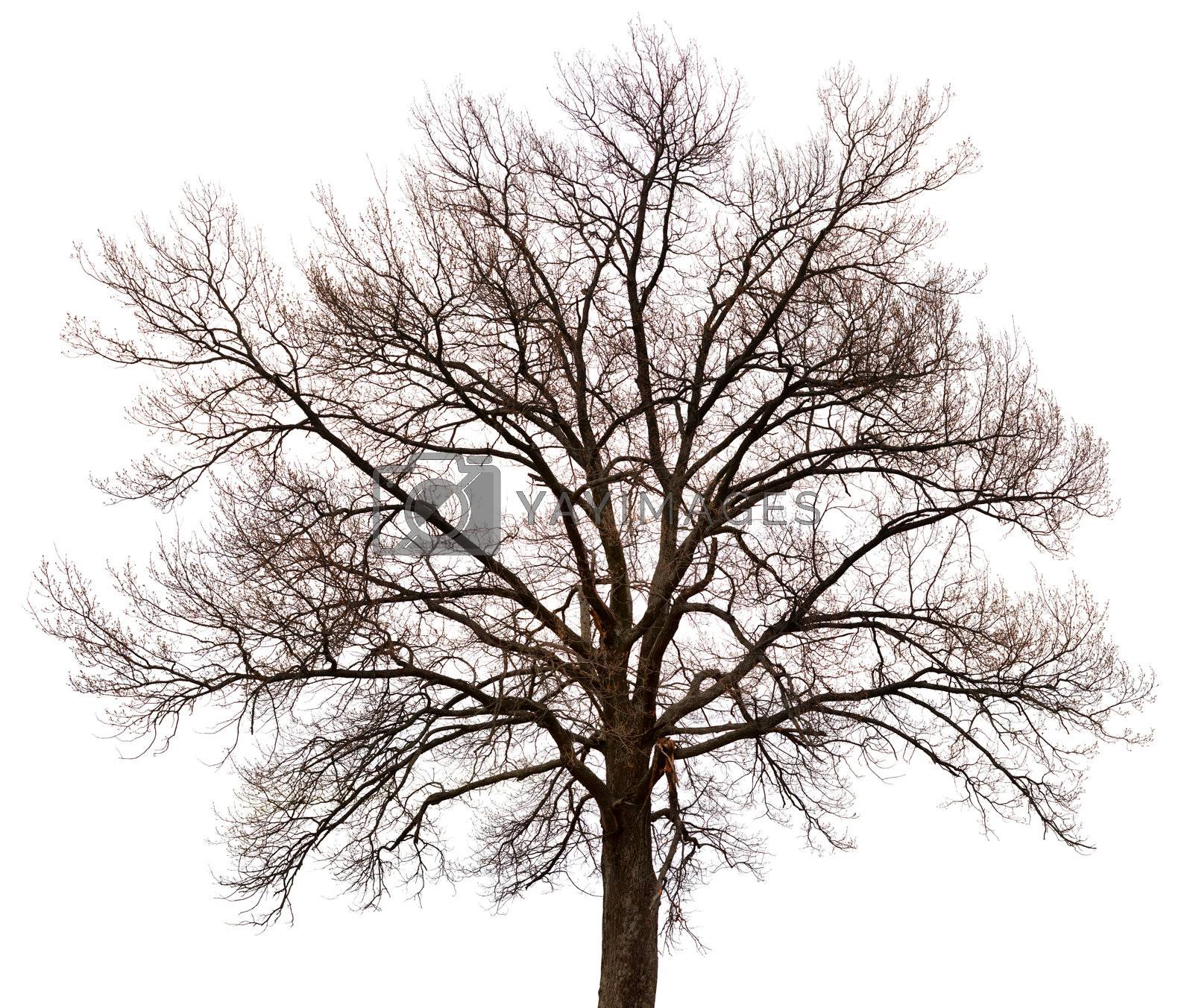 Royalty free image of Silhouette of a tree on white background by pzaxe