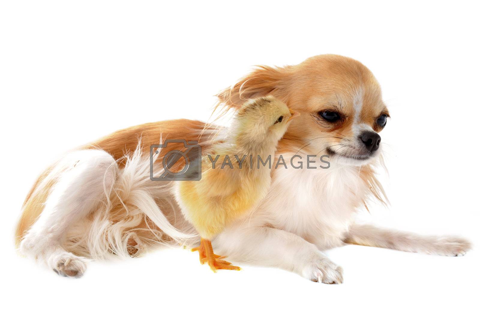 Royalty free image of chihuahua and chick by cynoclub
