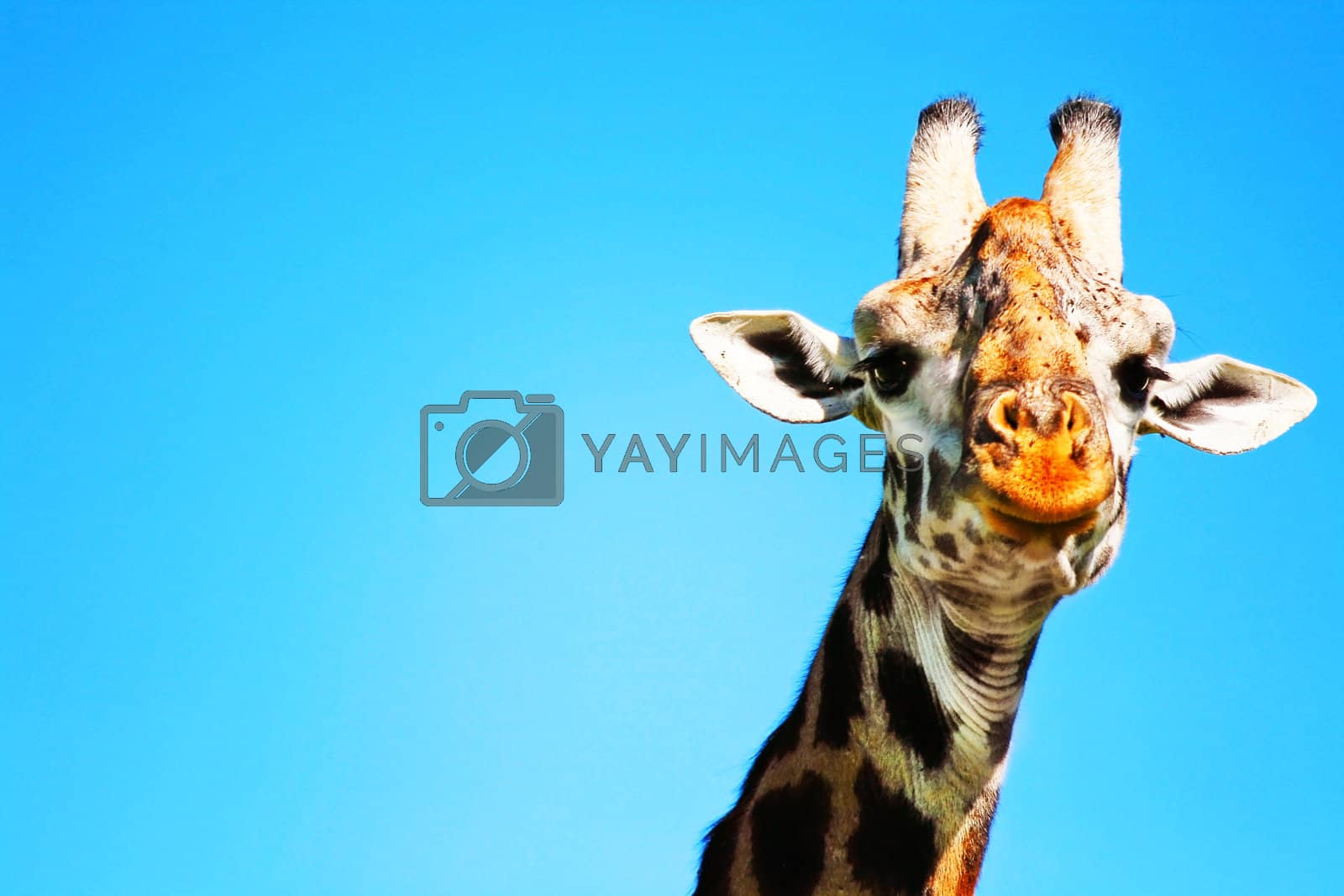 Royalty free image of Portrait of Giraffe by Anna_Omelchenko