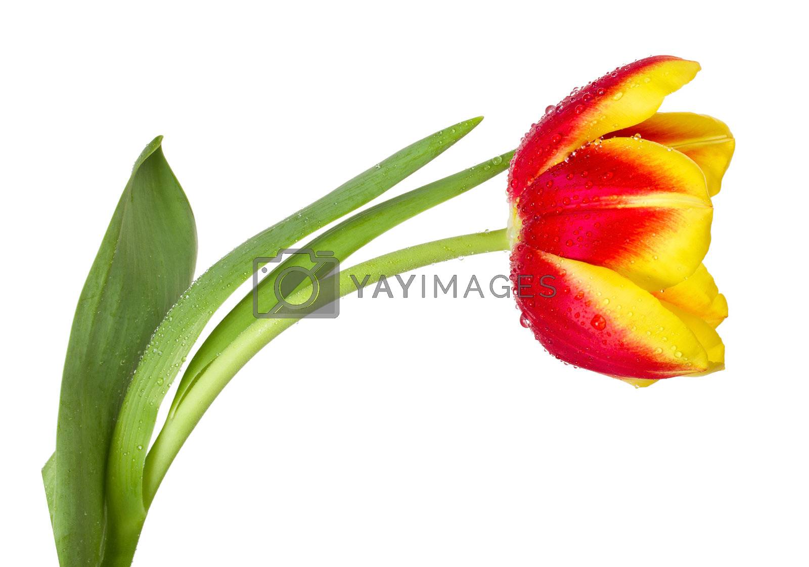 Royalty free image of red-yellow tulip by Alekcey