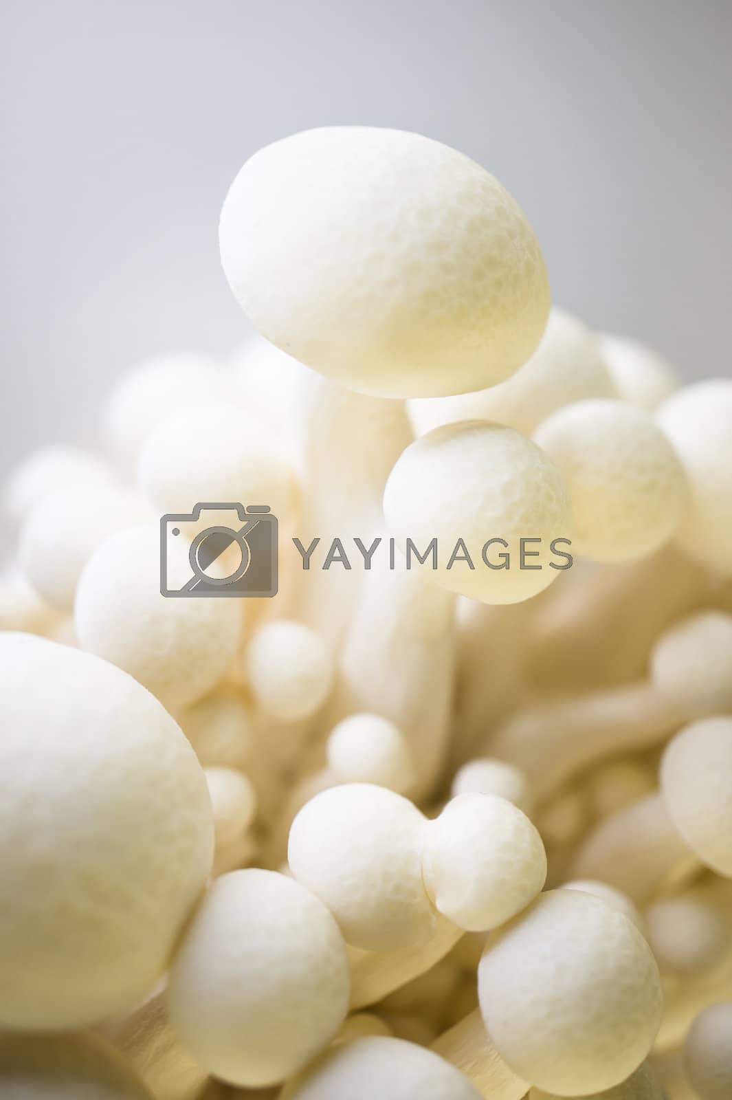 Royalty free image of White beech Mushroom (White Shimeji) Hypsizygus Marmoreus by andrew_blue