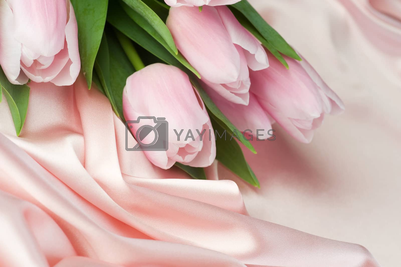 Royalty free image of Tulips On Silk by SubbotinaA