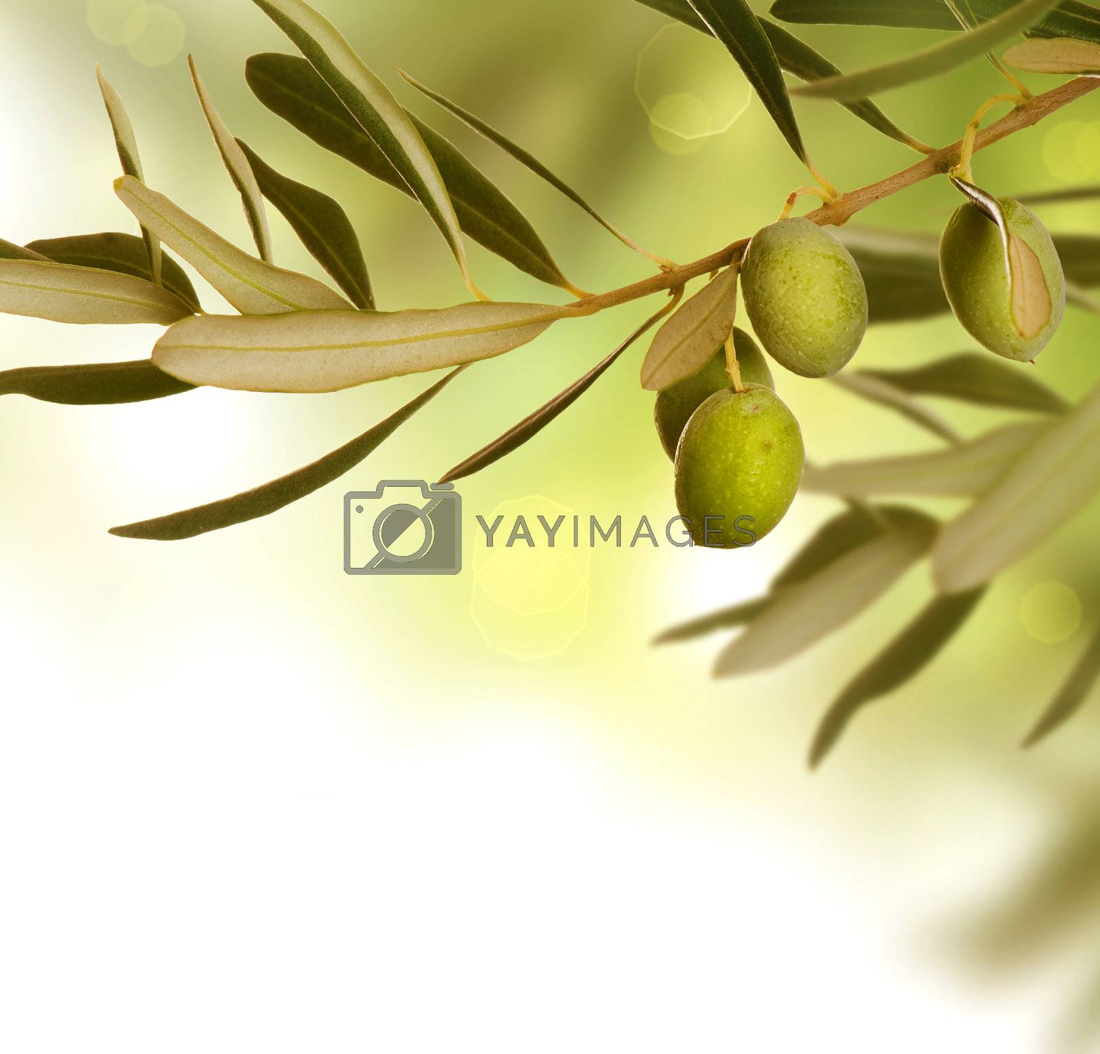 Royalty free image of Olives by SubbotinaA