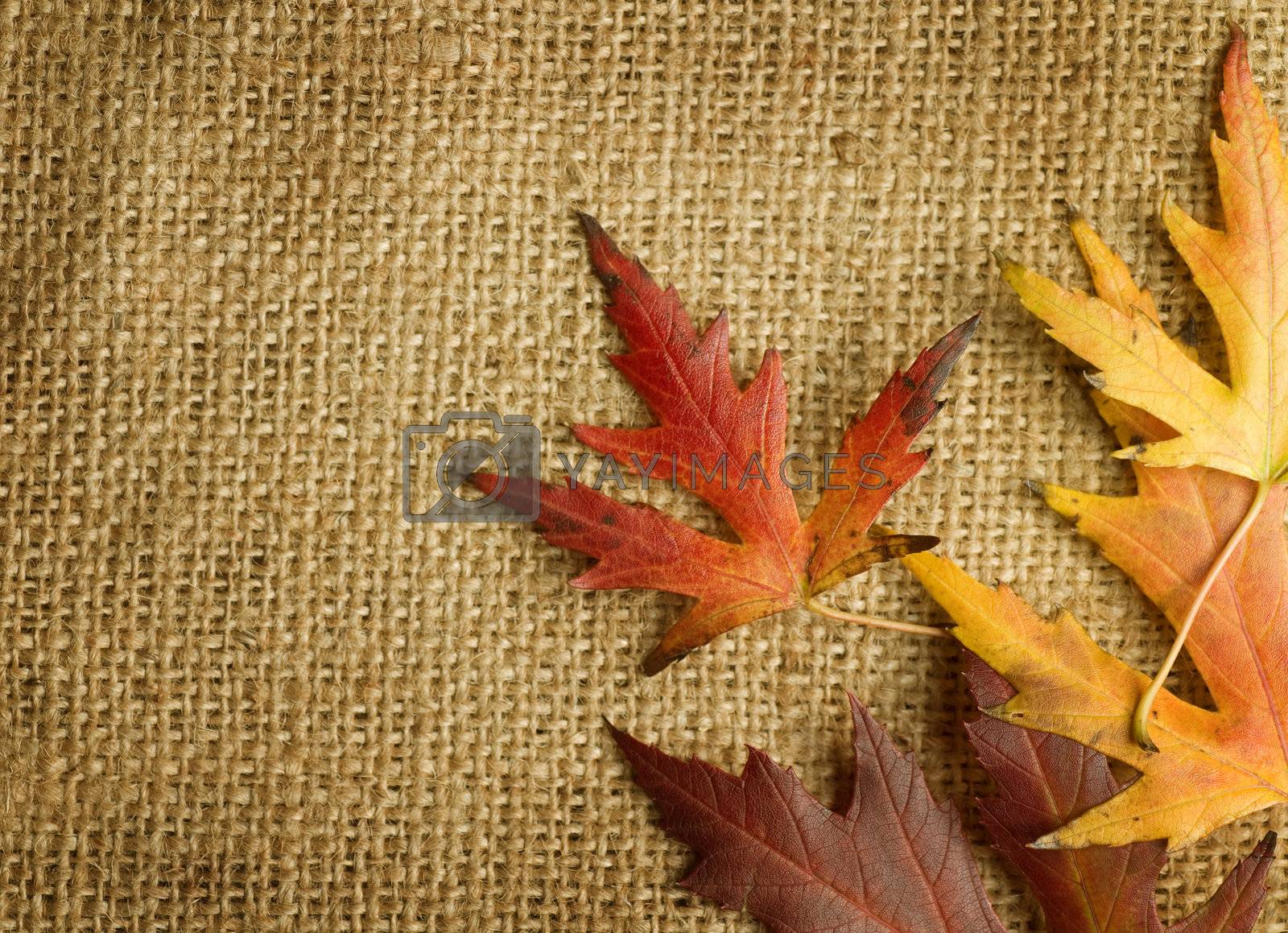 Royalty free image of Autumn Leaves over Burlap background by SubbotinaA