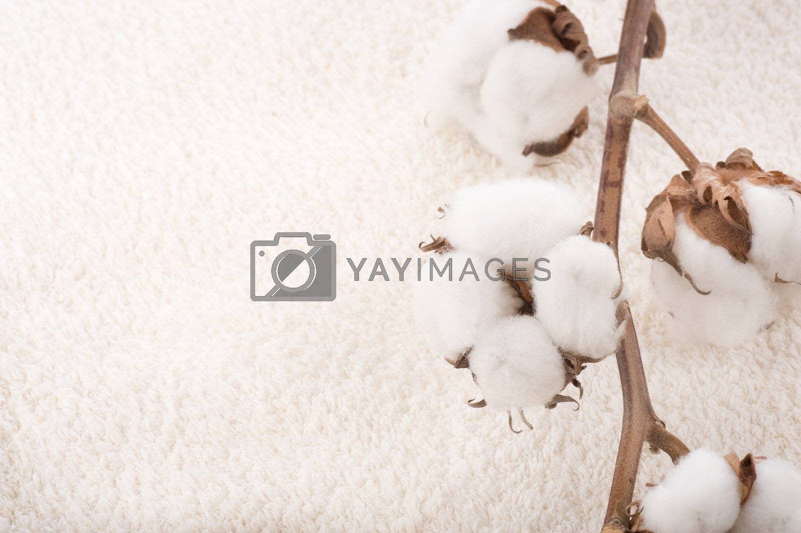 Royalty free image of Cotton Plant On A Fluffy Towel  by SubbotinaA