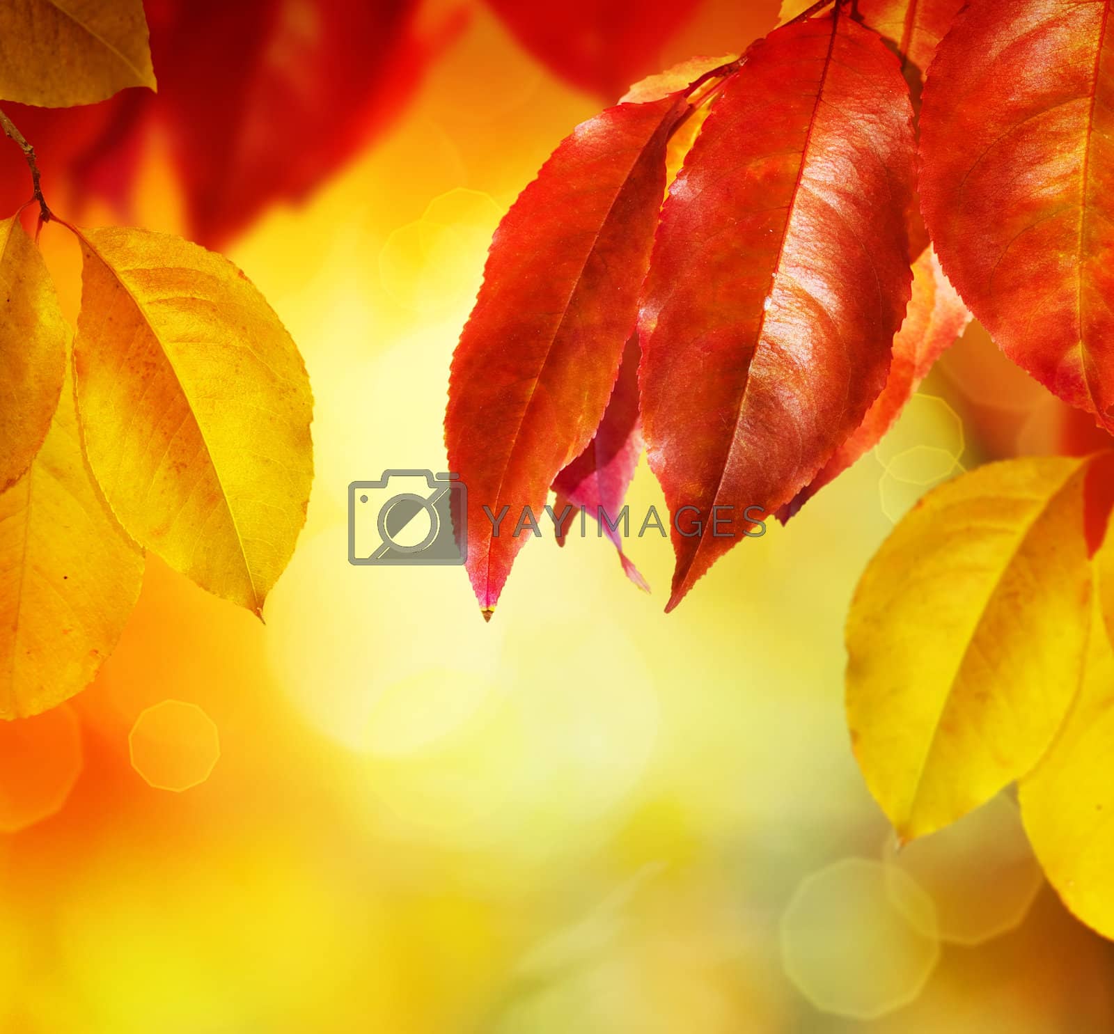 Royalty free image of Fall.Autumn leaves by SubbotinaA