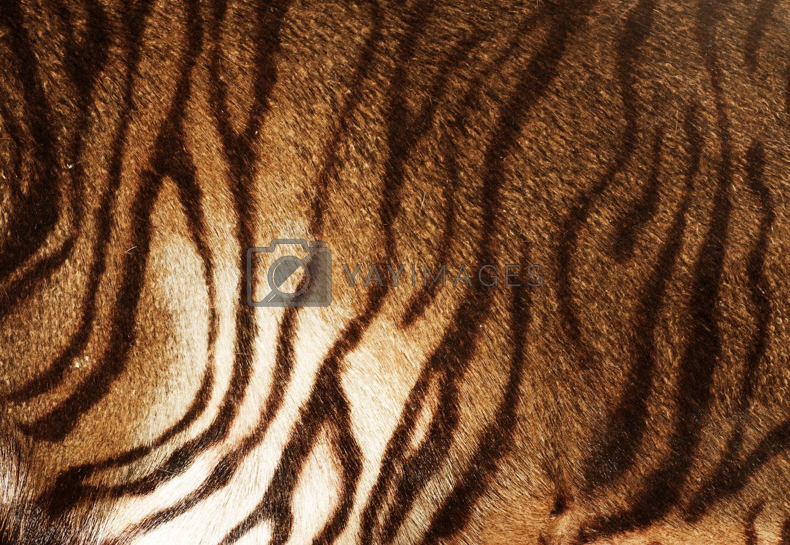 Tiger Texture 