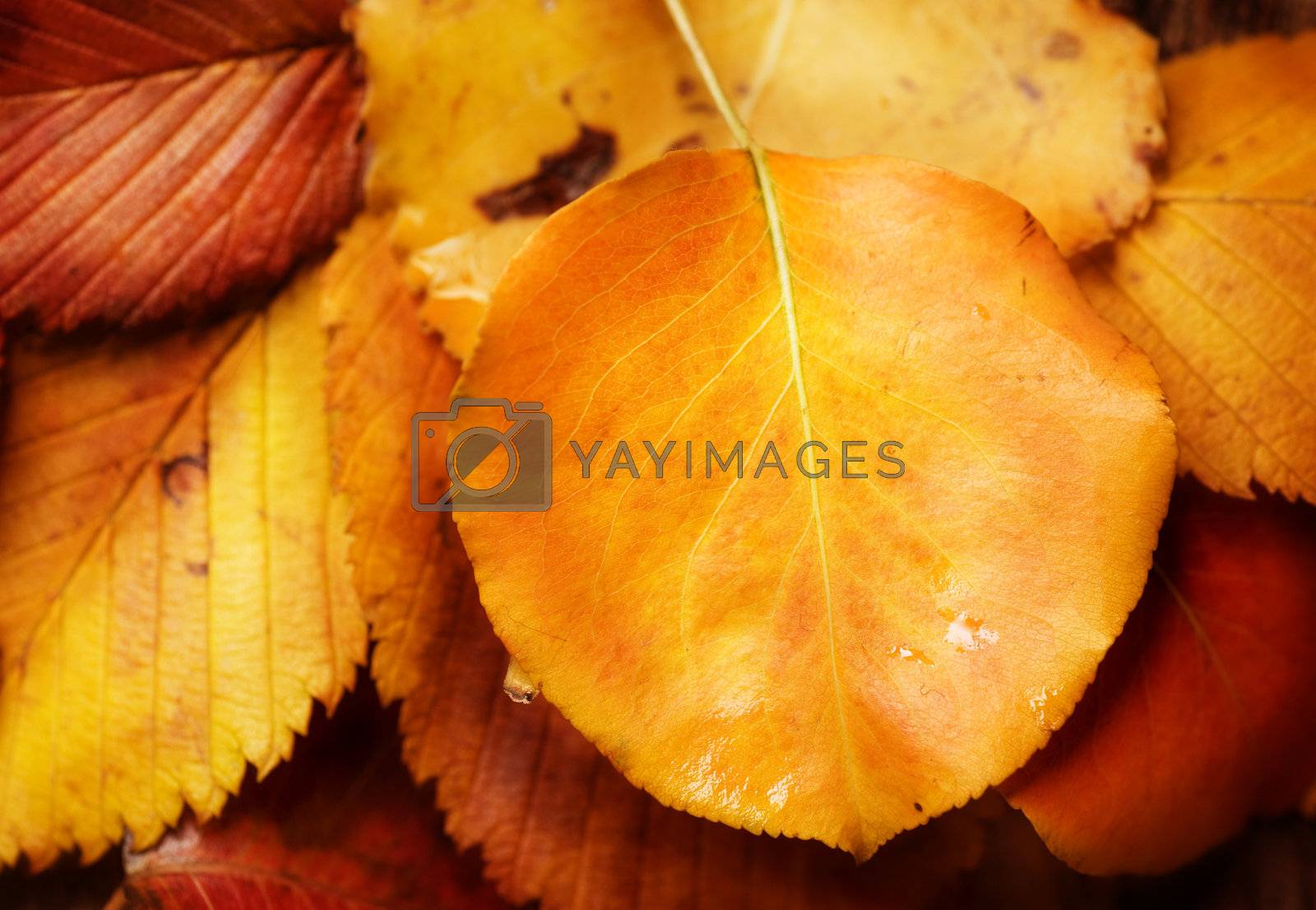 Royalty free image of Autumn Leaves by SubbotinaA