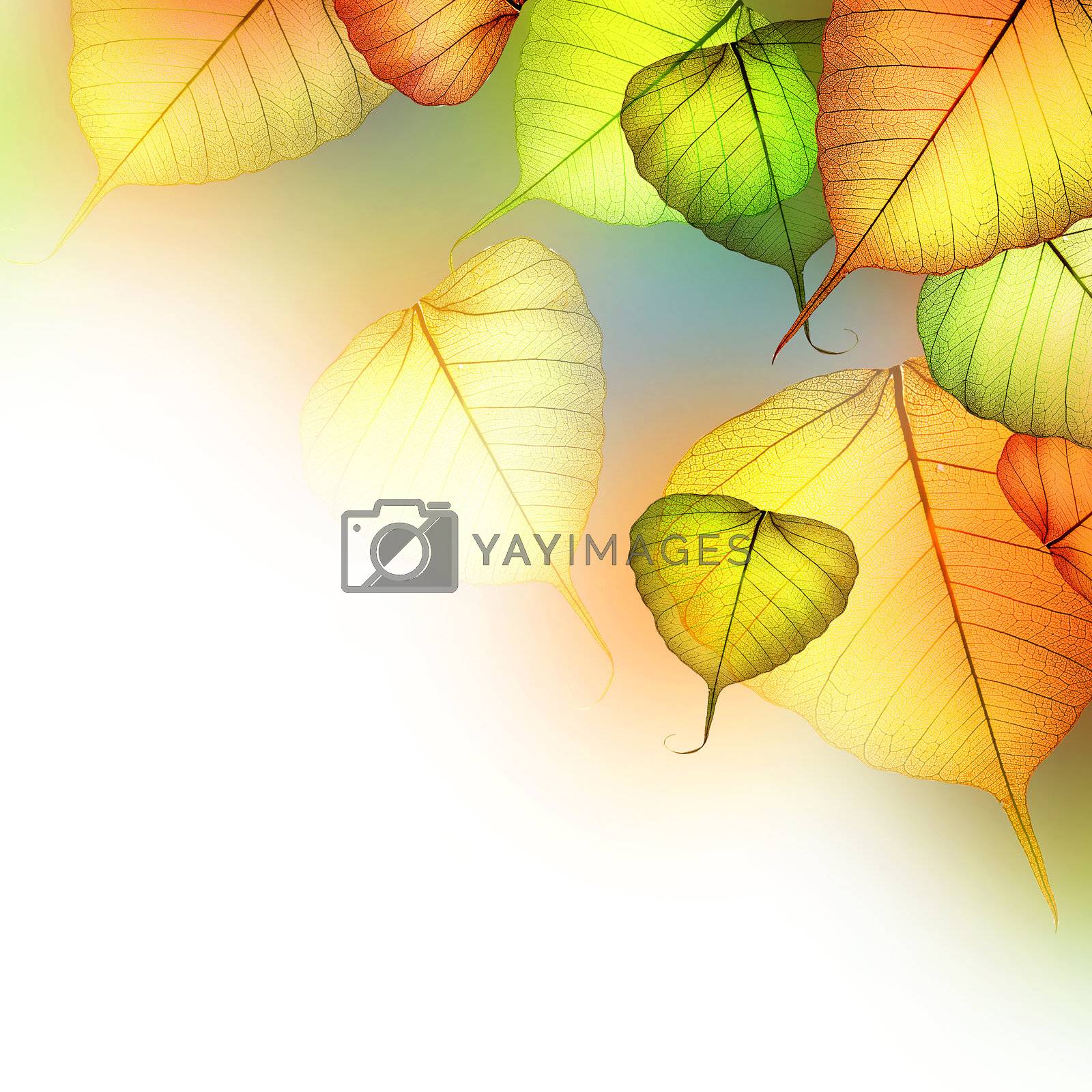 Royalty free image of Autumn Leaves. Beautiful Abstract Fall Border  by SubbotinaA