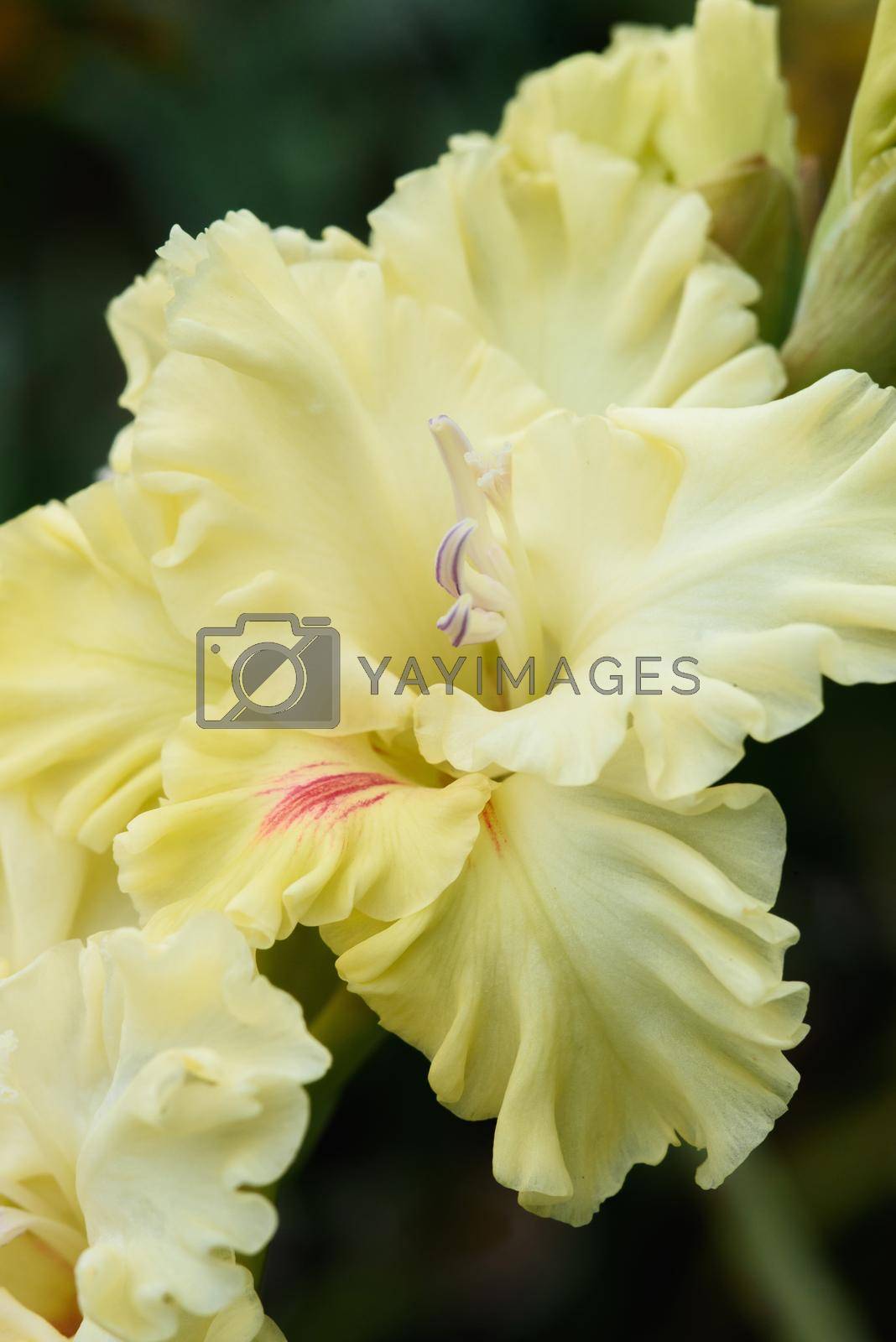Royalty free image of Gladiolus inflorescence with pistils and stamens in detail  by oracal