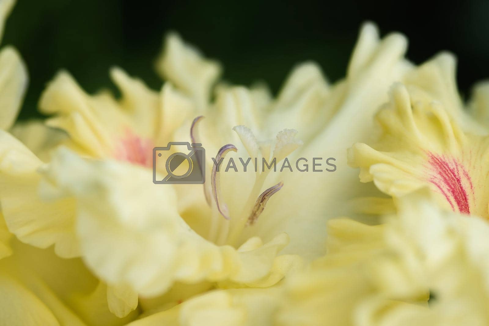 Royalty free image of Gladiolus inflorescence with pistils and stamens in detail  by oracal