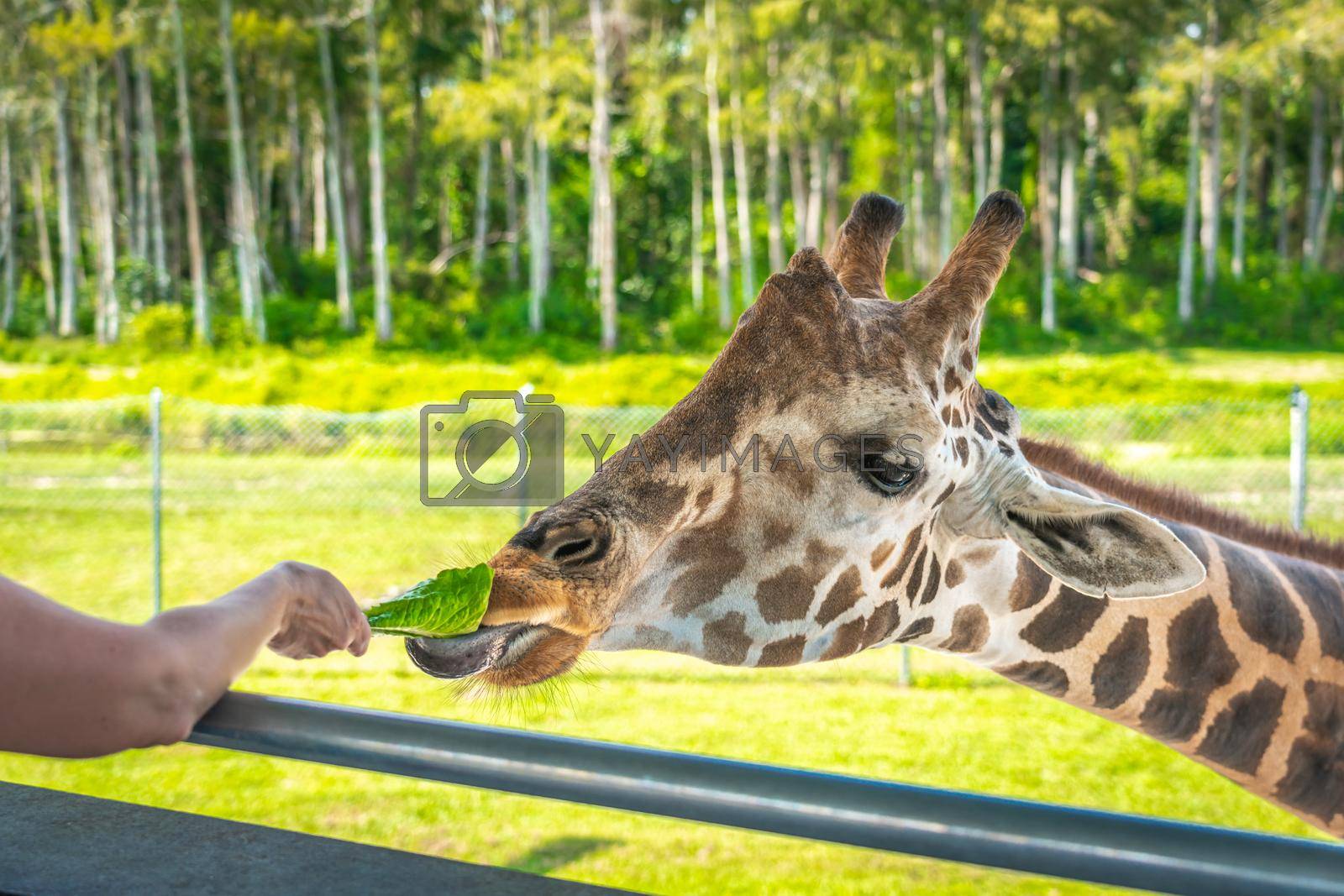 Royalty free image of Zoo visitors feeding a giraffe from raised platform by Mariakray