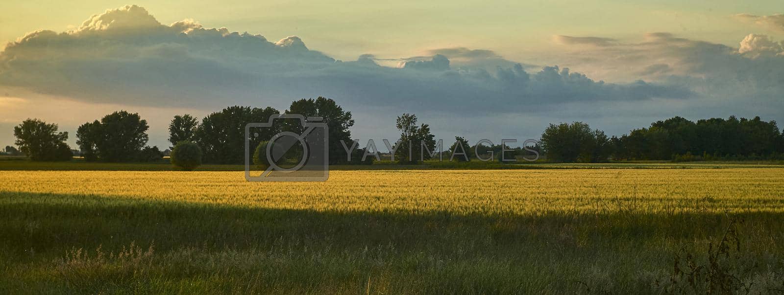 Countryside landscape detail, banner image with copy space