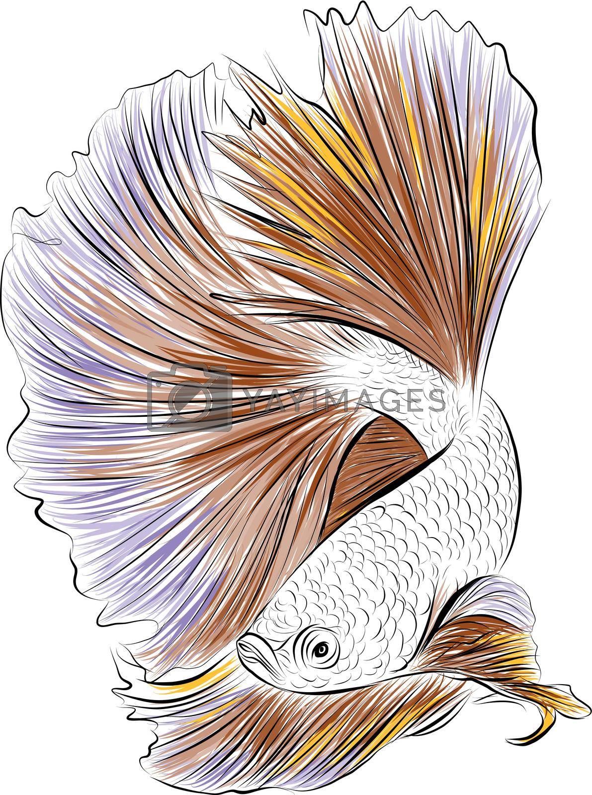 Royalty free image of Hand drawn sketch of siamese betta fish by aroas