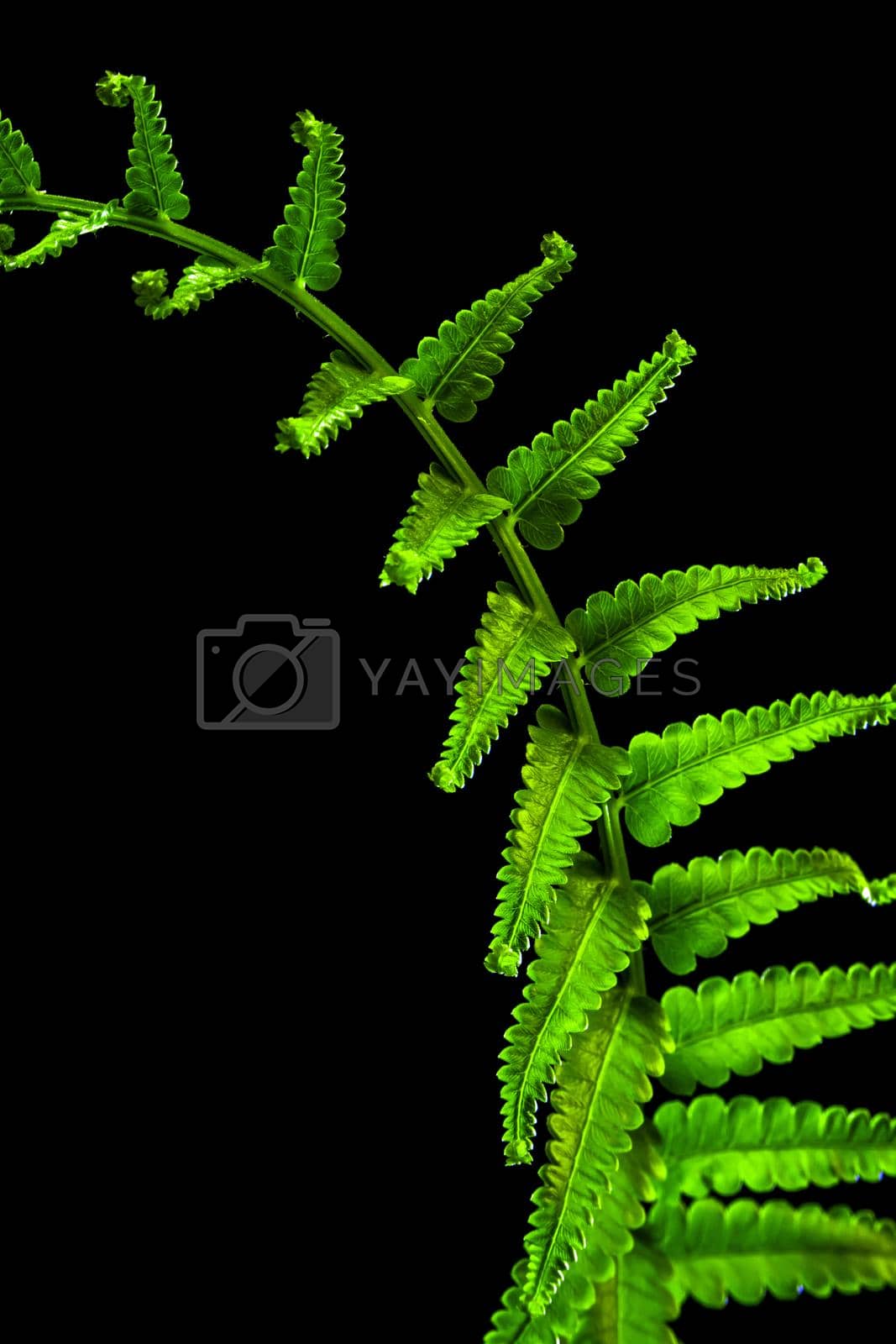 Royalty free image of Freshness Fern leaf on black background by Satakorn