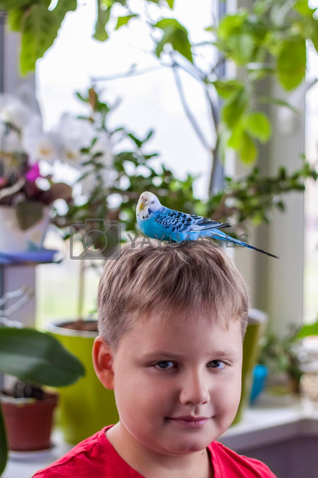 A beautiful blue budgie sits on the head of a child. Tropical birds at home. Feathered pets at home.