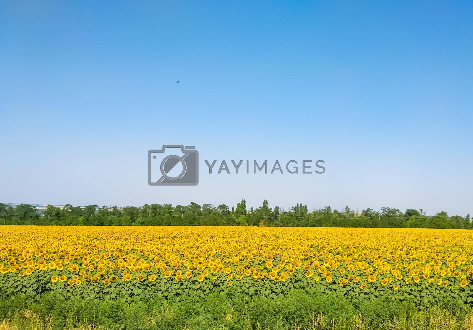 Panoramic Landscape Of Sunflower fields And blue Sky Against The Background Of clouds.Landscapes of sunflower fields on a bright sunny day with patterns formed on a natural background.