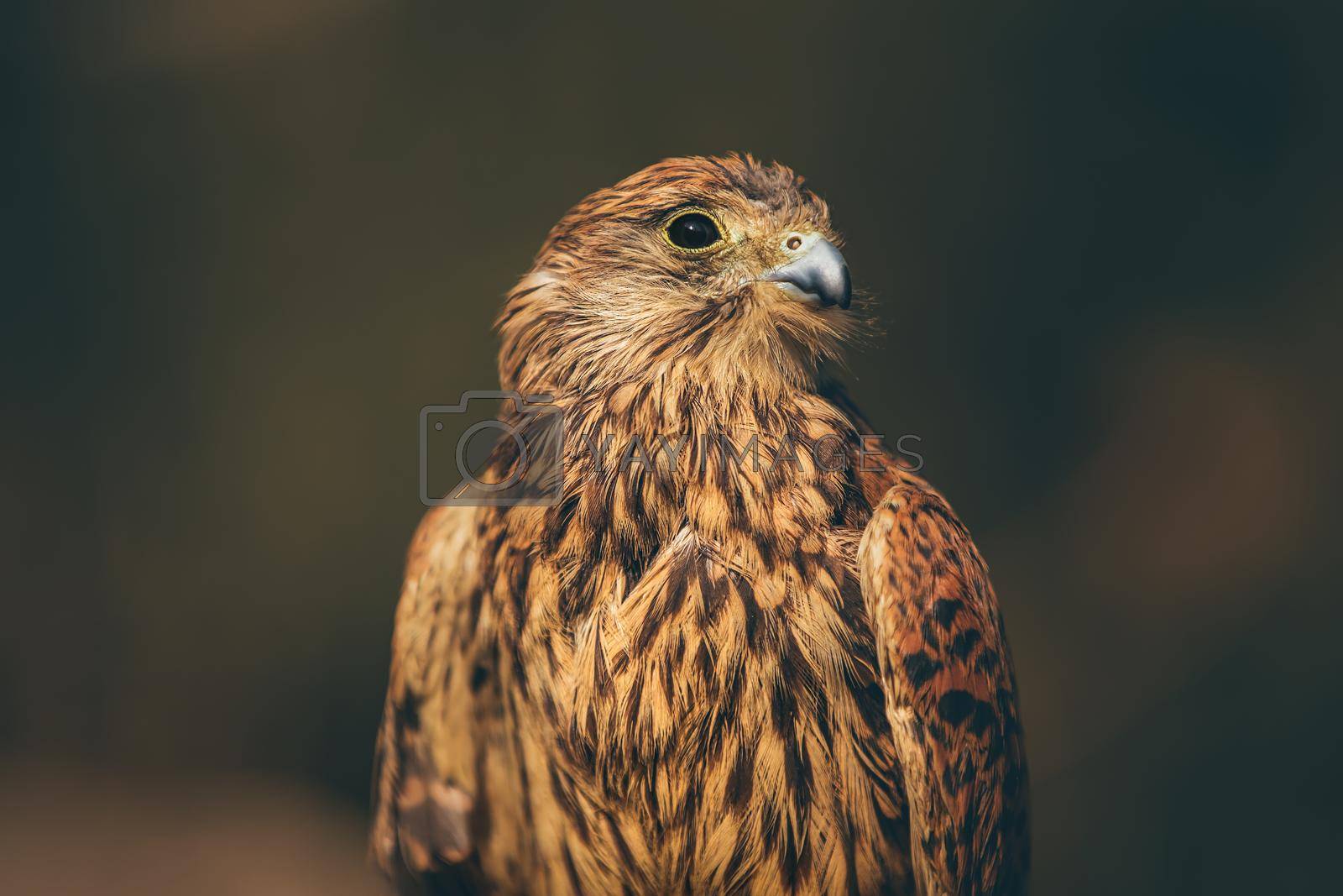 Royalty free image of Beautiful Eagle Portrait by Anna_Omelchenko