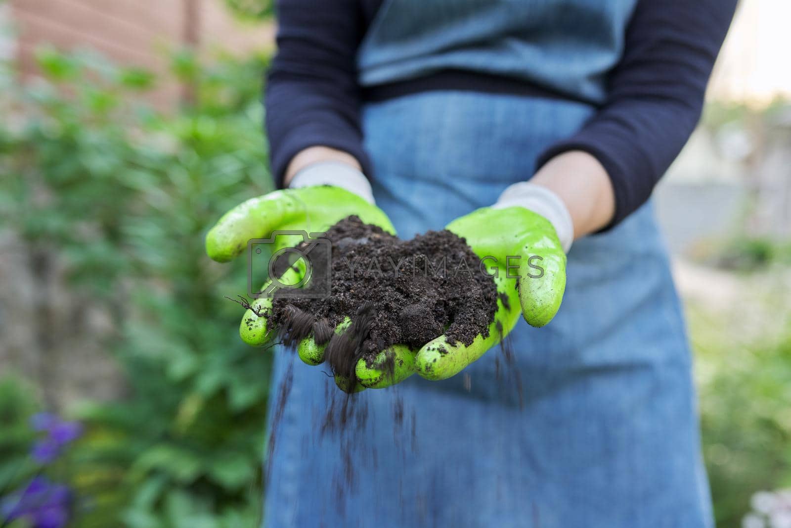 Royalty free image of Close-up of woman's hand in gardening gloves with black fertile soil by VH-studio