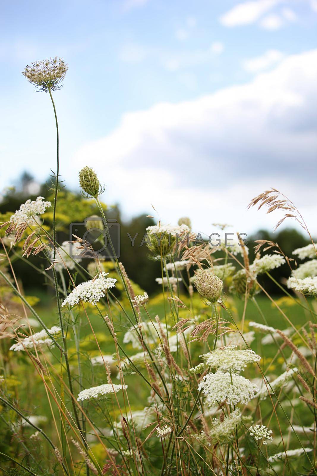 Royalty free image of Queen Anne’s lace flowers with wildflowers in field by Sandralise