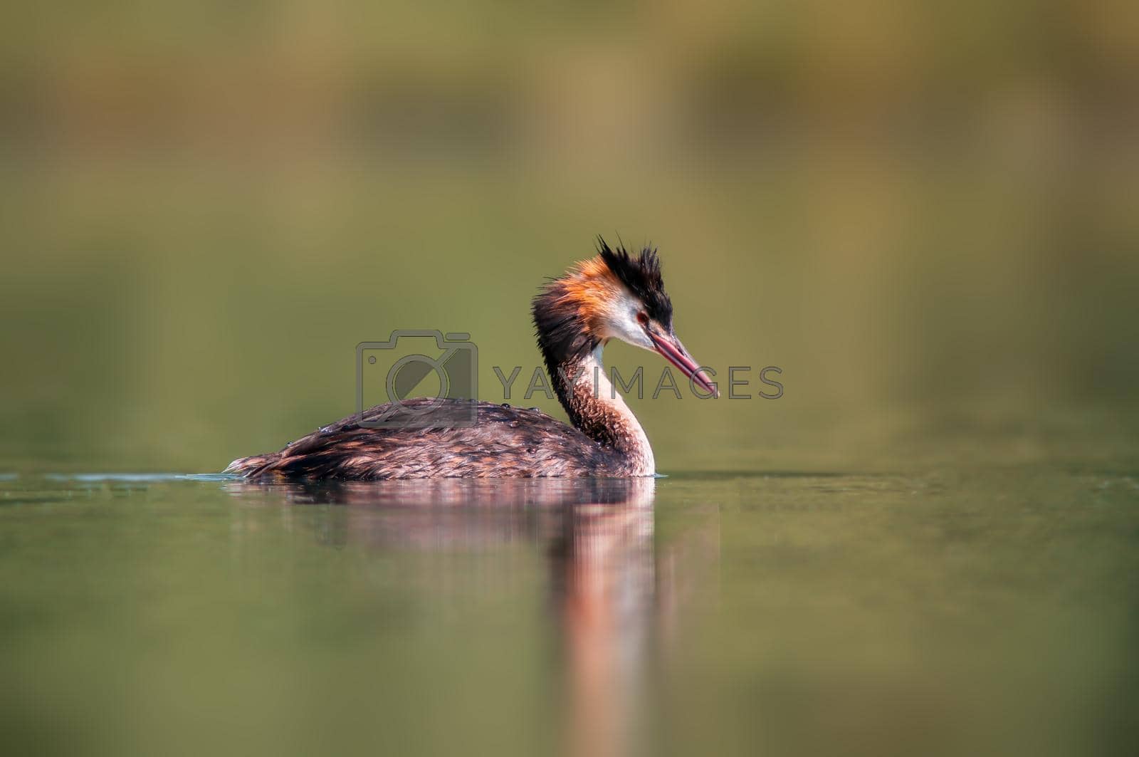 Royalty free image of adult great crested grebe swims on a pond by mario_plechaty_photography