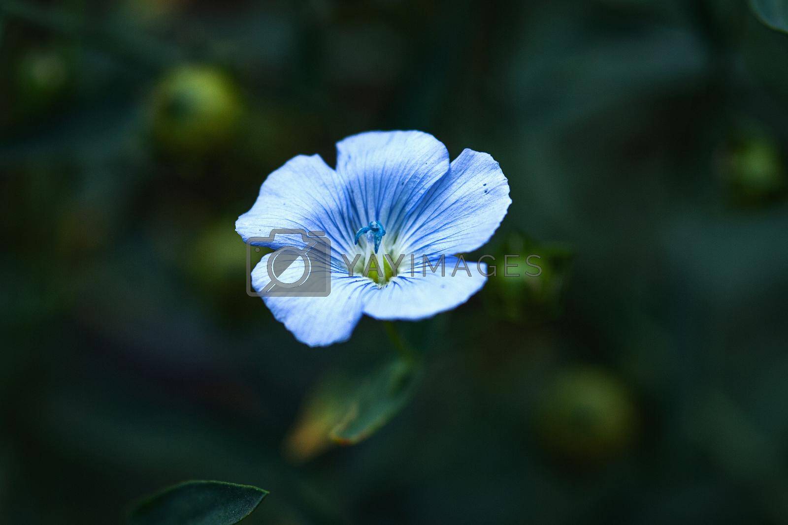 Royalty free image of Blue flax flower in the evening, linseed flax bloom, Linum usitatissimum by NadyaSo