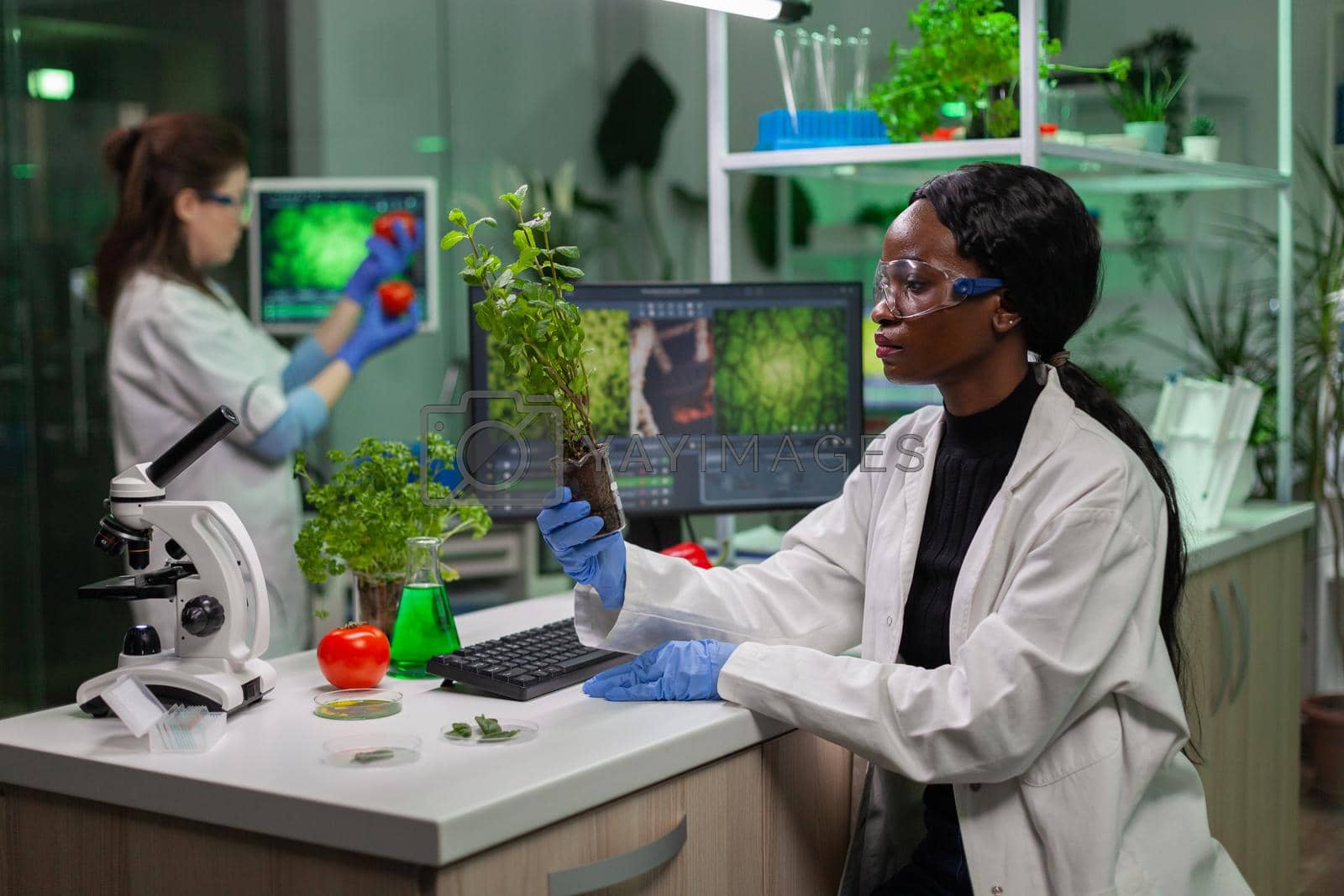 Royalty free image of Scientist looking at green sapling for medical experiment by DCStudio