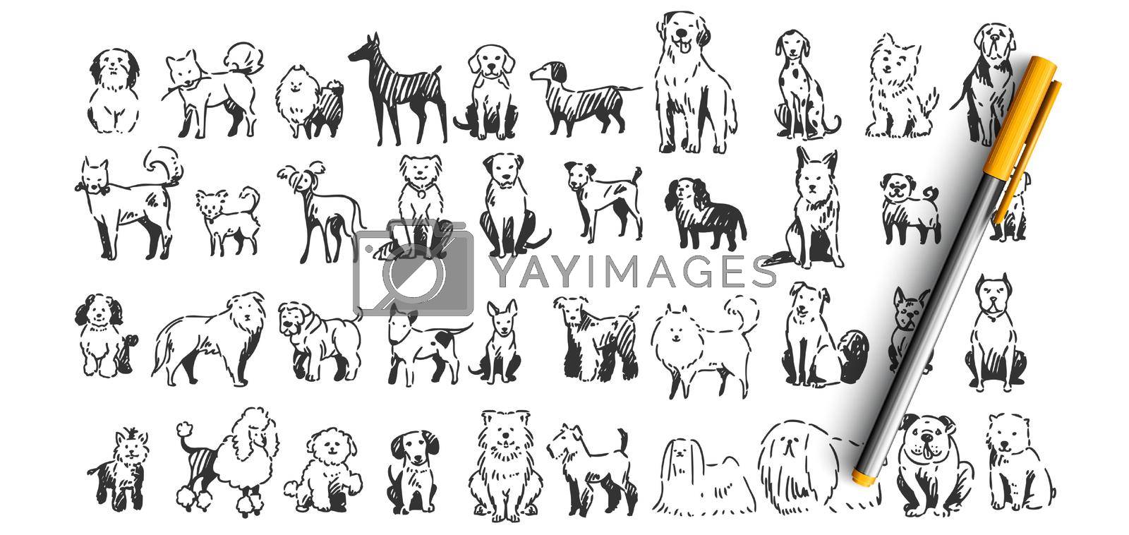 Dogs doodle set. Collection of hand drawn pencil ink drawing sketches templates patterns of domestic animals puppies dolmatins chihuahua pug spitz pets on white background. Human friends illustration.