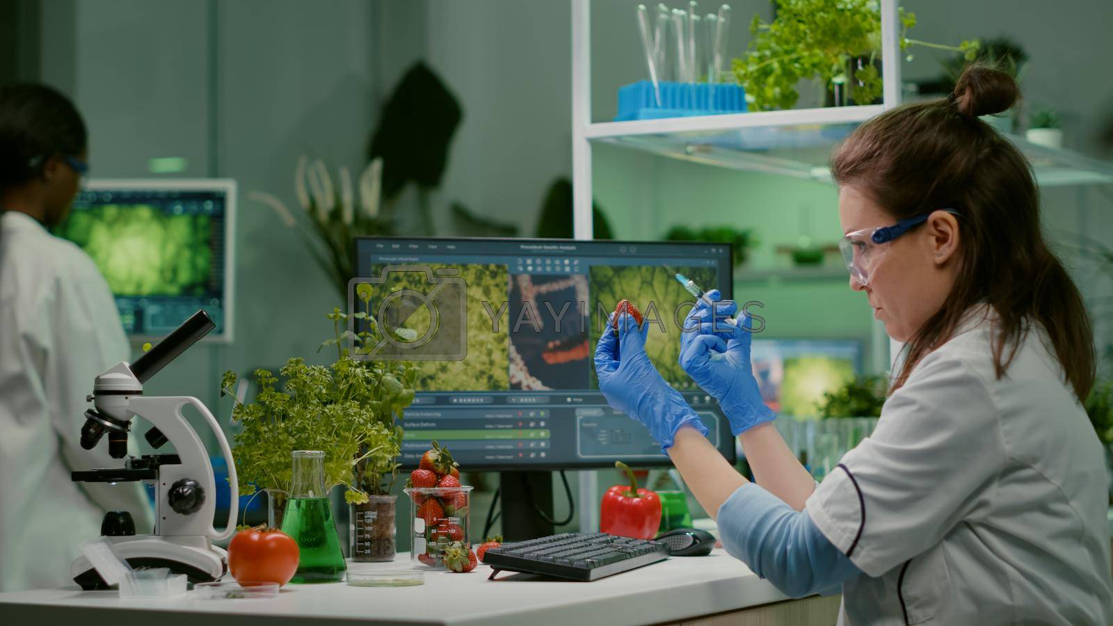 Royalty free image of Scientist injecting strawberry with pesticides discovery genetic mutation by DCStudio