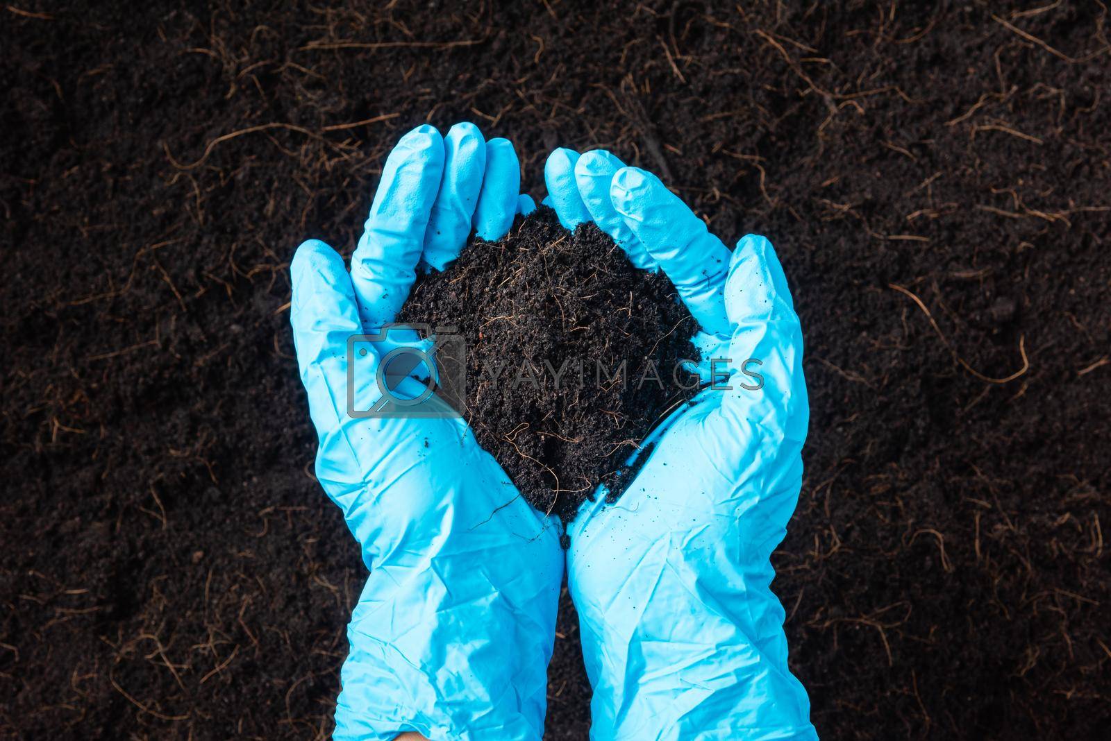 Royalty free image of farmer or researcher woman wear gloves holding abundance fertile black soil by Sorapop