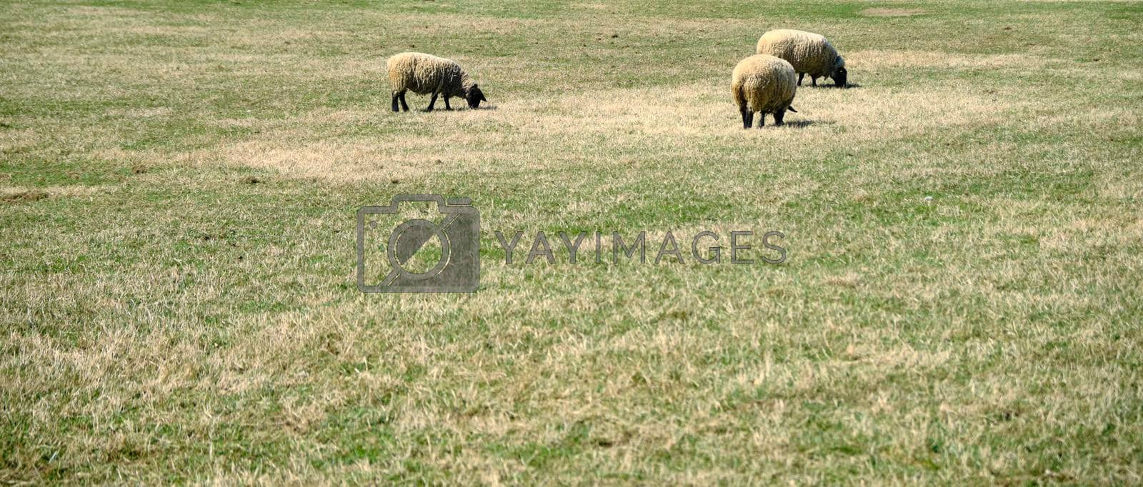 Royalty free image of sheep animals browse grass - The Tyrolean Rock Sheep. by Sandronize