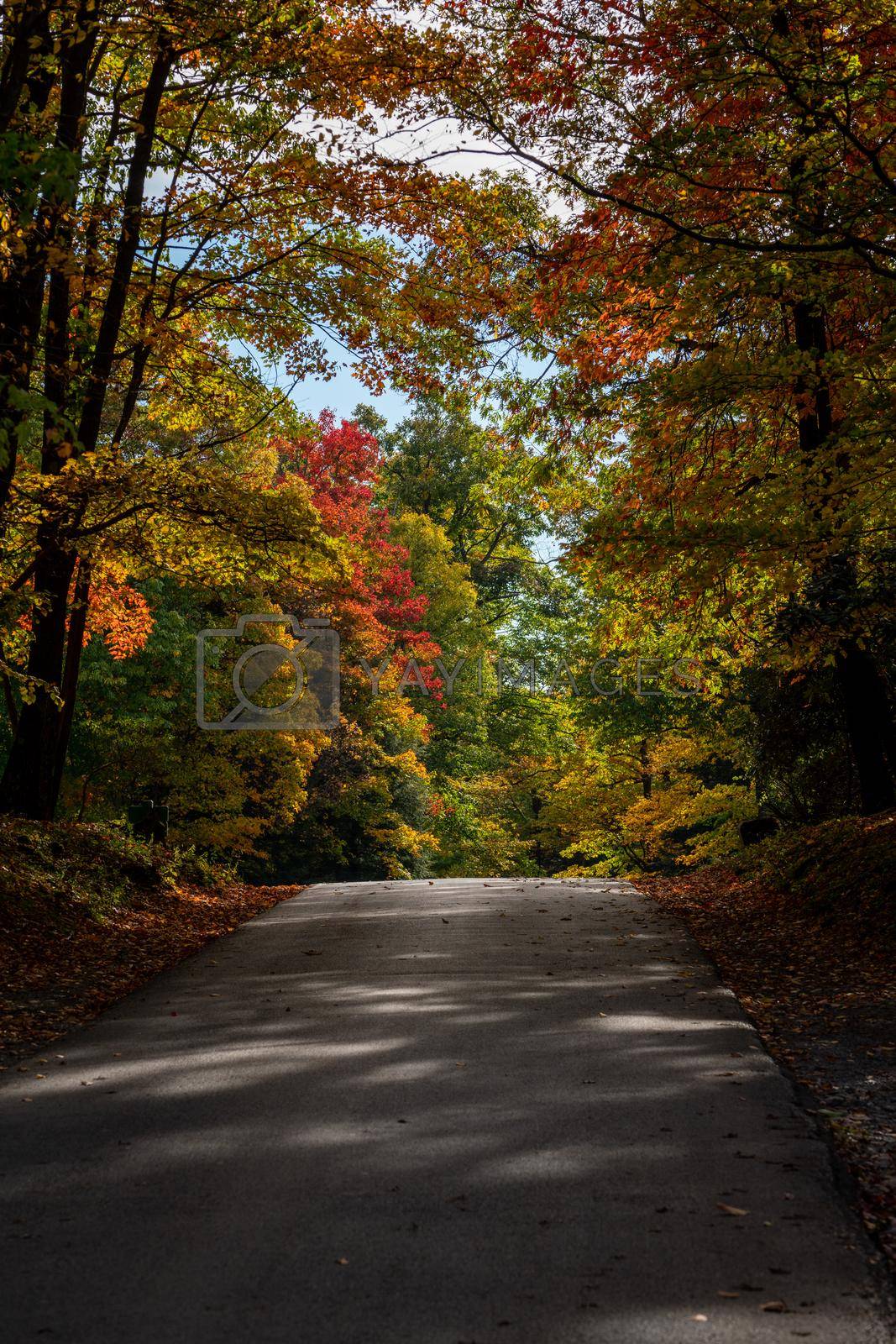 Royalty free image of Road in Coopers Rock state park in West Virginia with fall colors by steheap