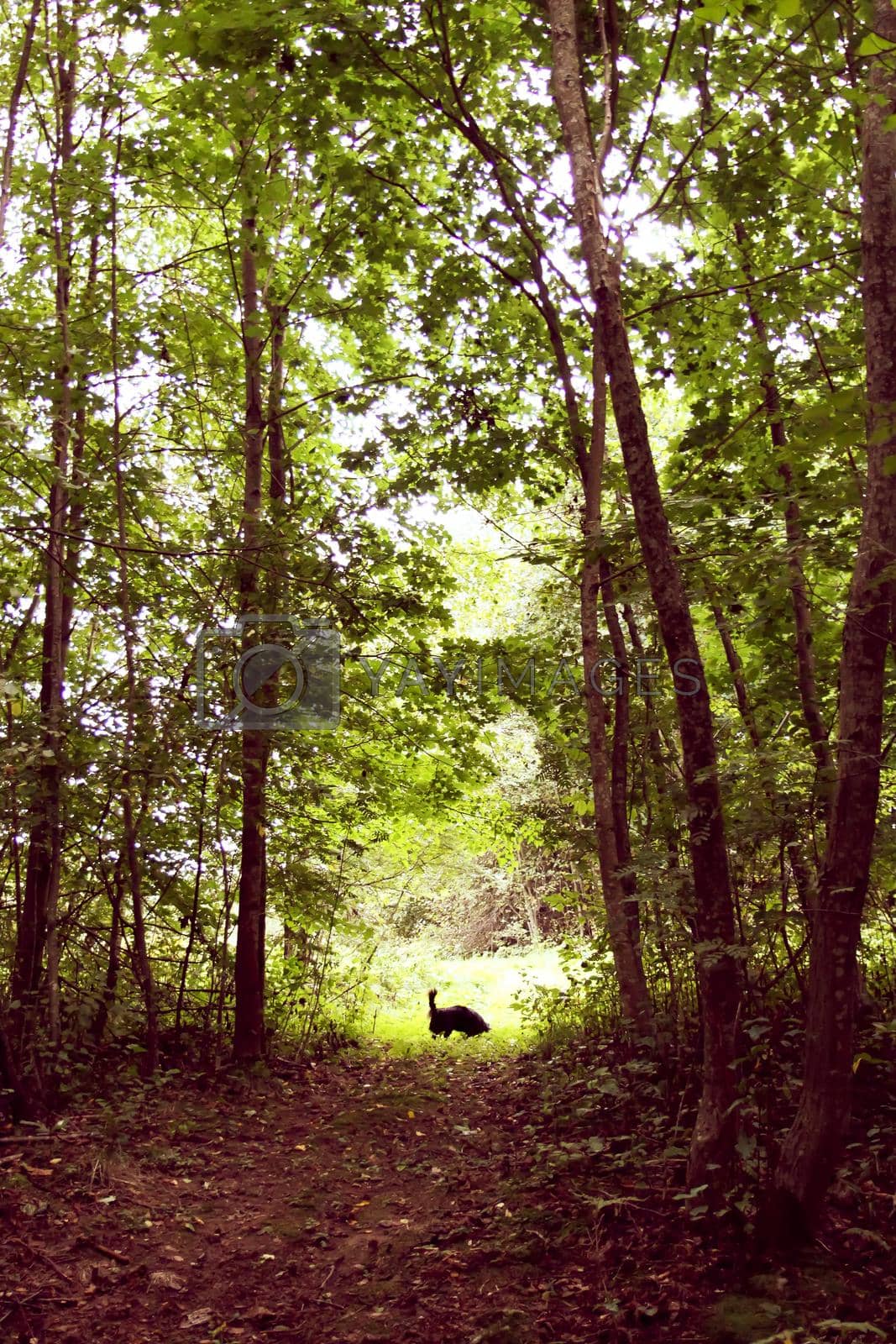 Summer forest in Europe. Nature in countryside. Little black dog walking outdoors.