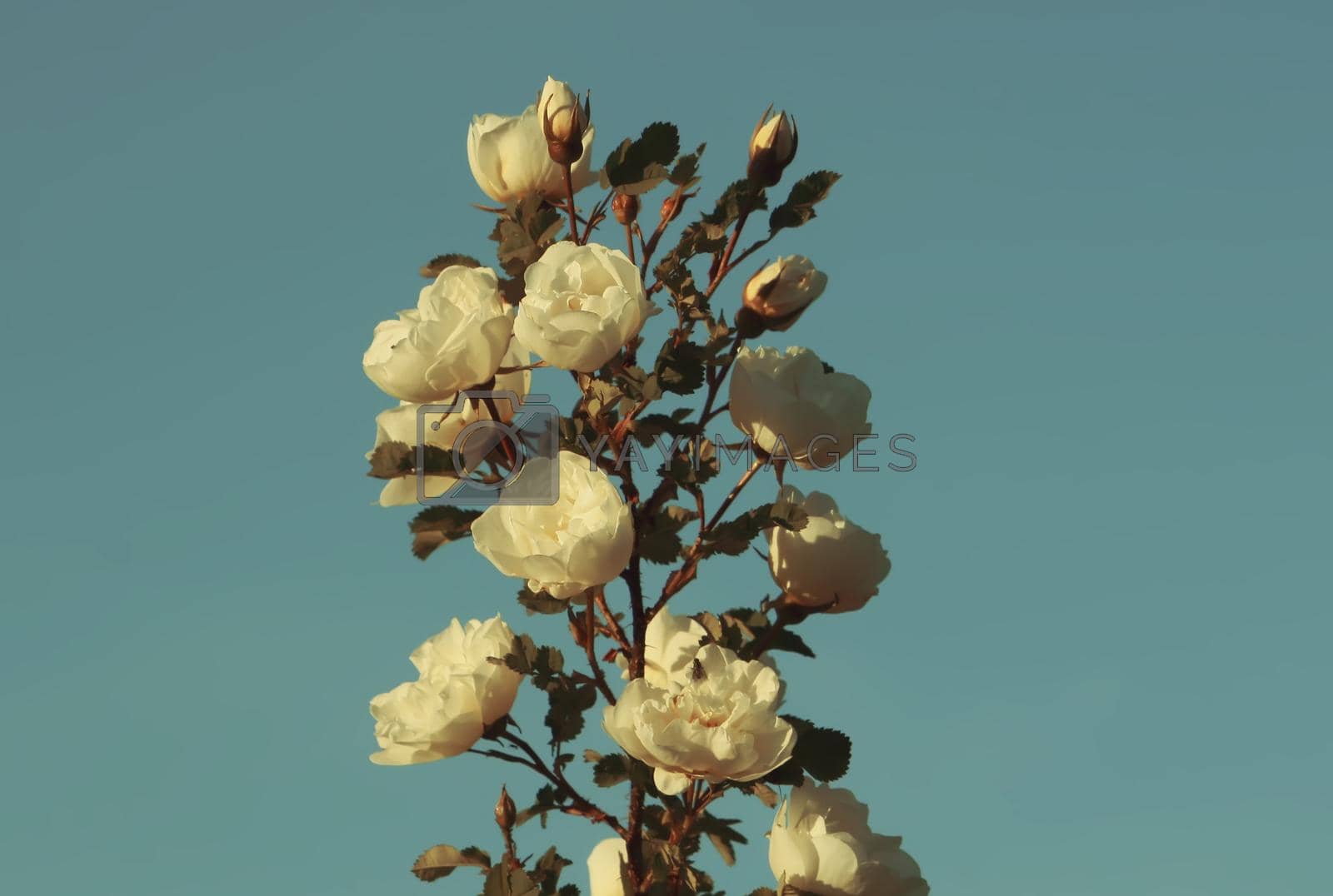 Royalty free image of Flowers of briar white rose by nightlyviolet