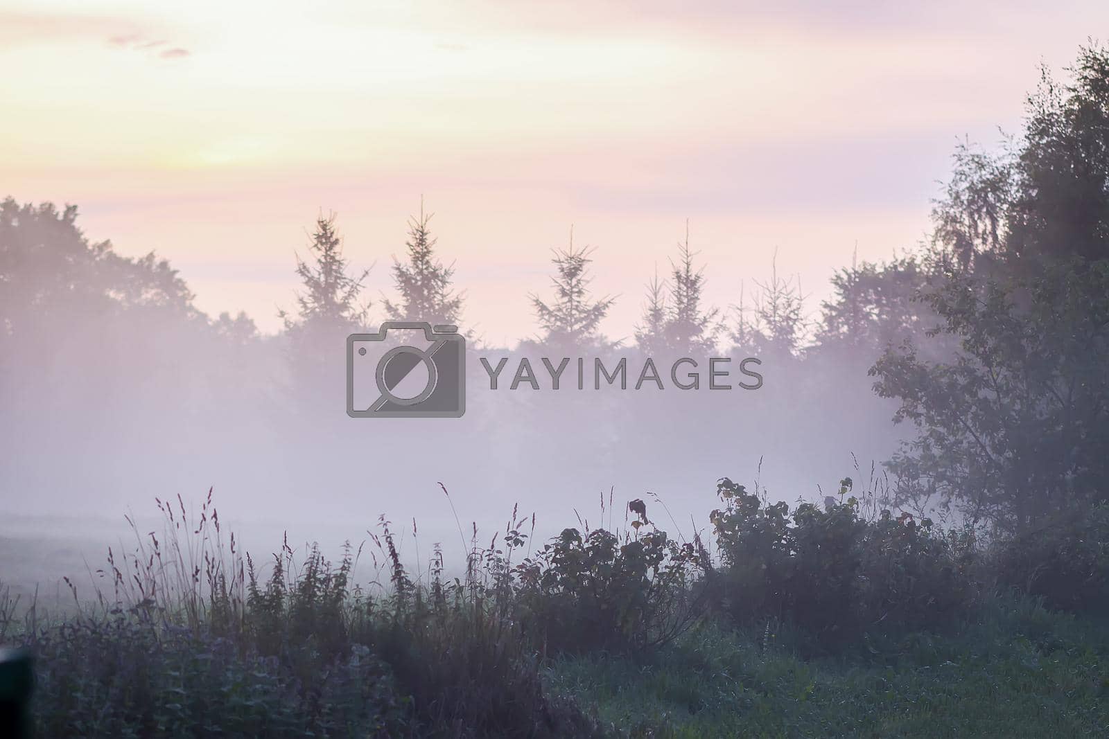 Evening mist on a field in countryside at summer