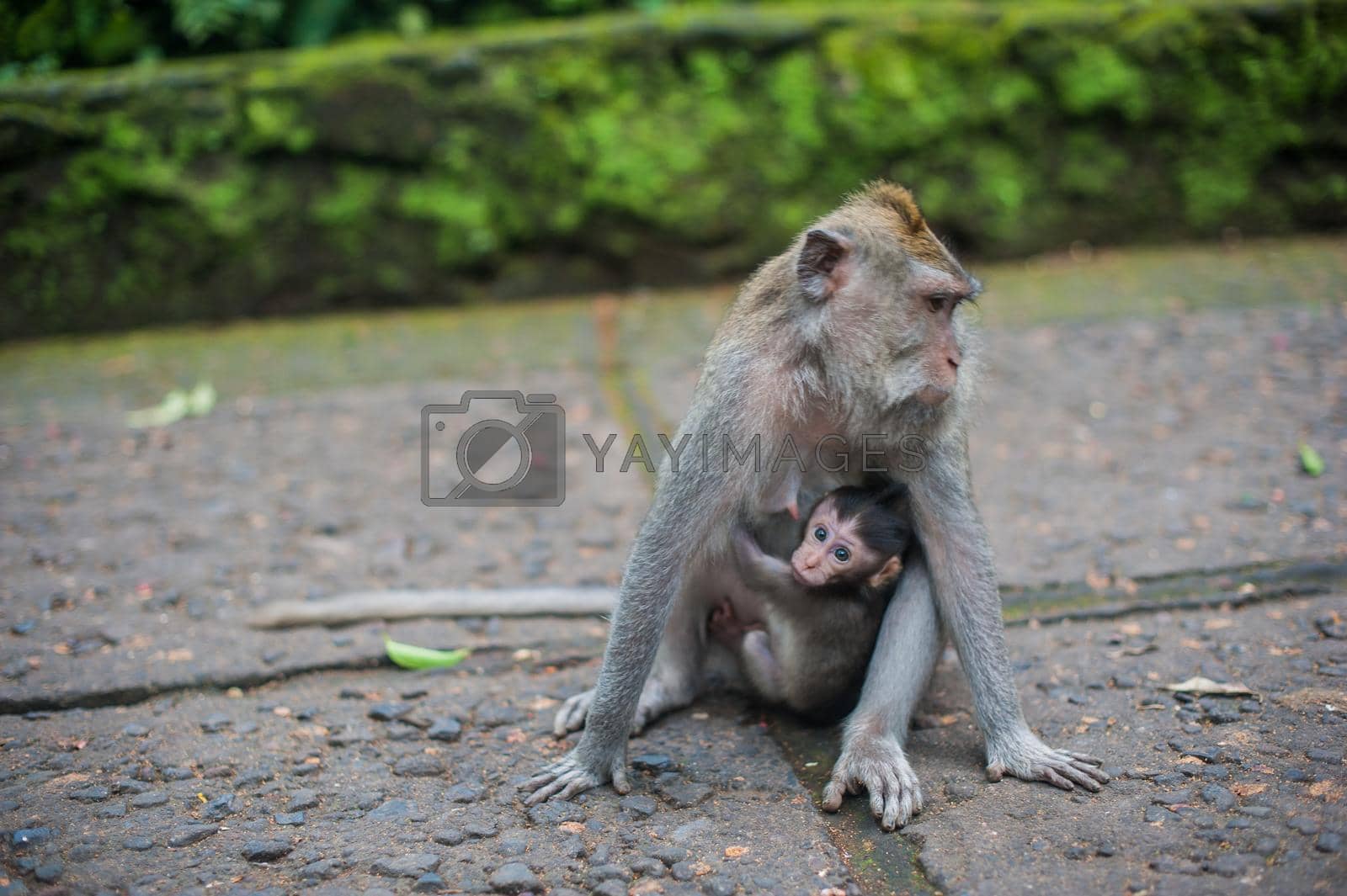 Royalty free image of Monkeys in the monkey forest, Bali by galitskaya