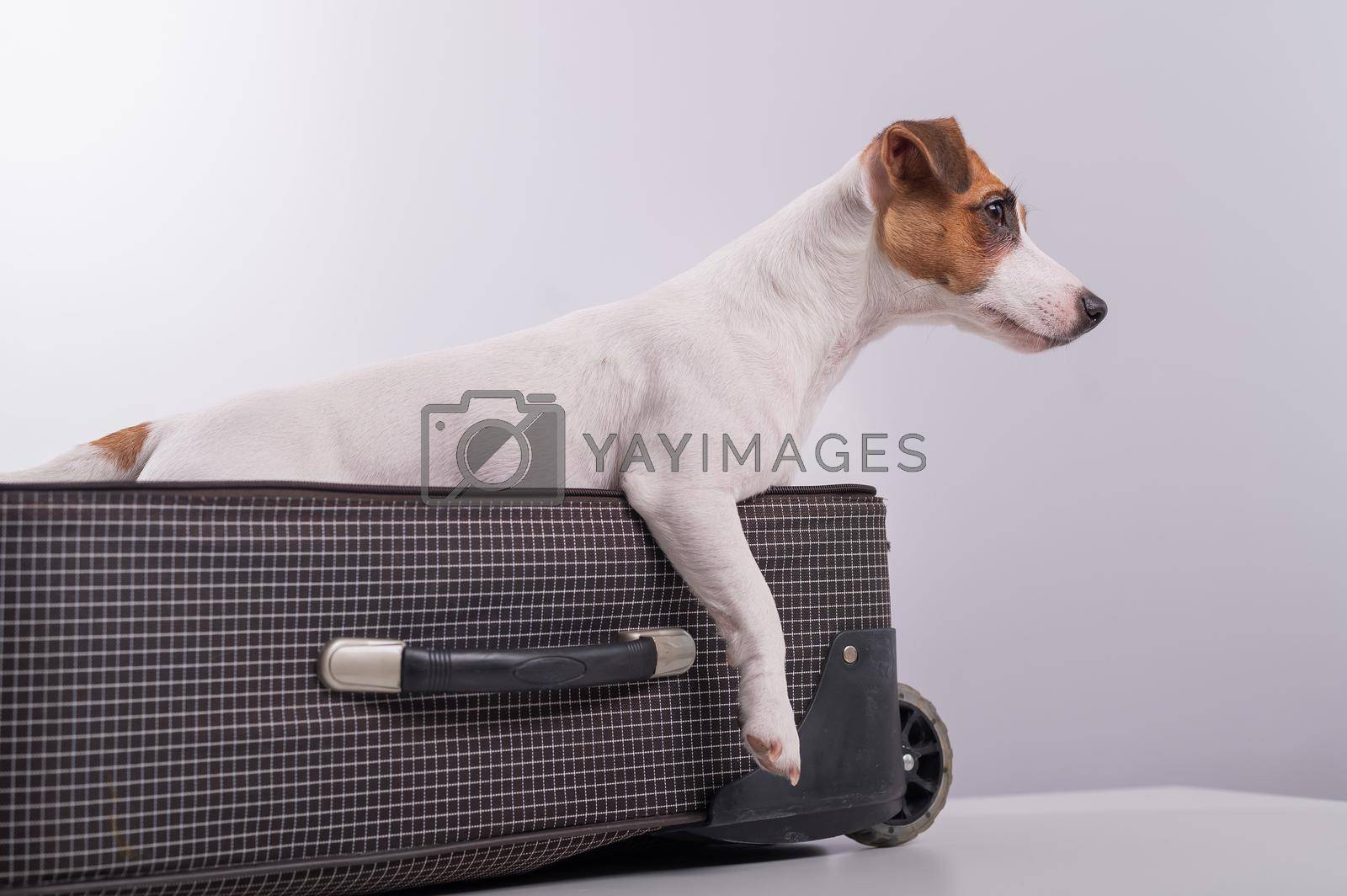 Royalty free image of Jack Russell Terrier sits in a suitcase on a white background in anticipation of a vacation. The dog is going on a journey with the owners by mrwed54