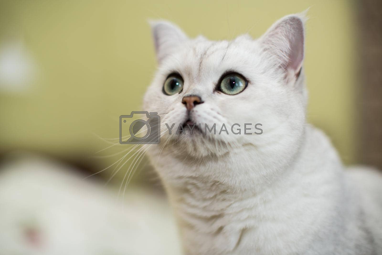 Royalty free image of adult cat pedigree Scottish chinchilla straight ears by Rawlik
