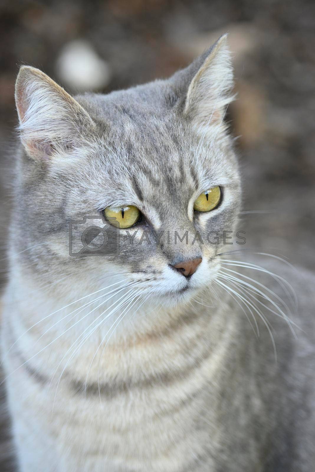 Royalty free image of Grey, striped domestic cat looking curious  by AlessandroZocc