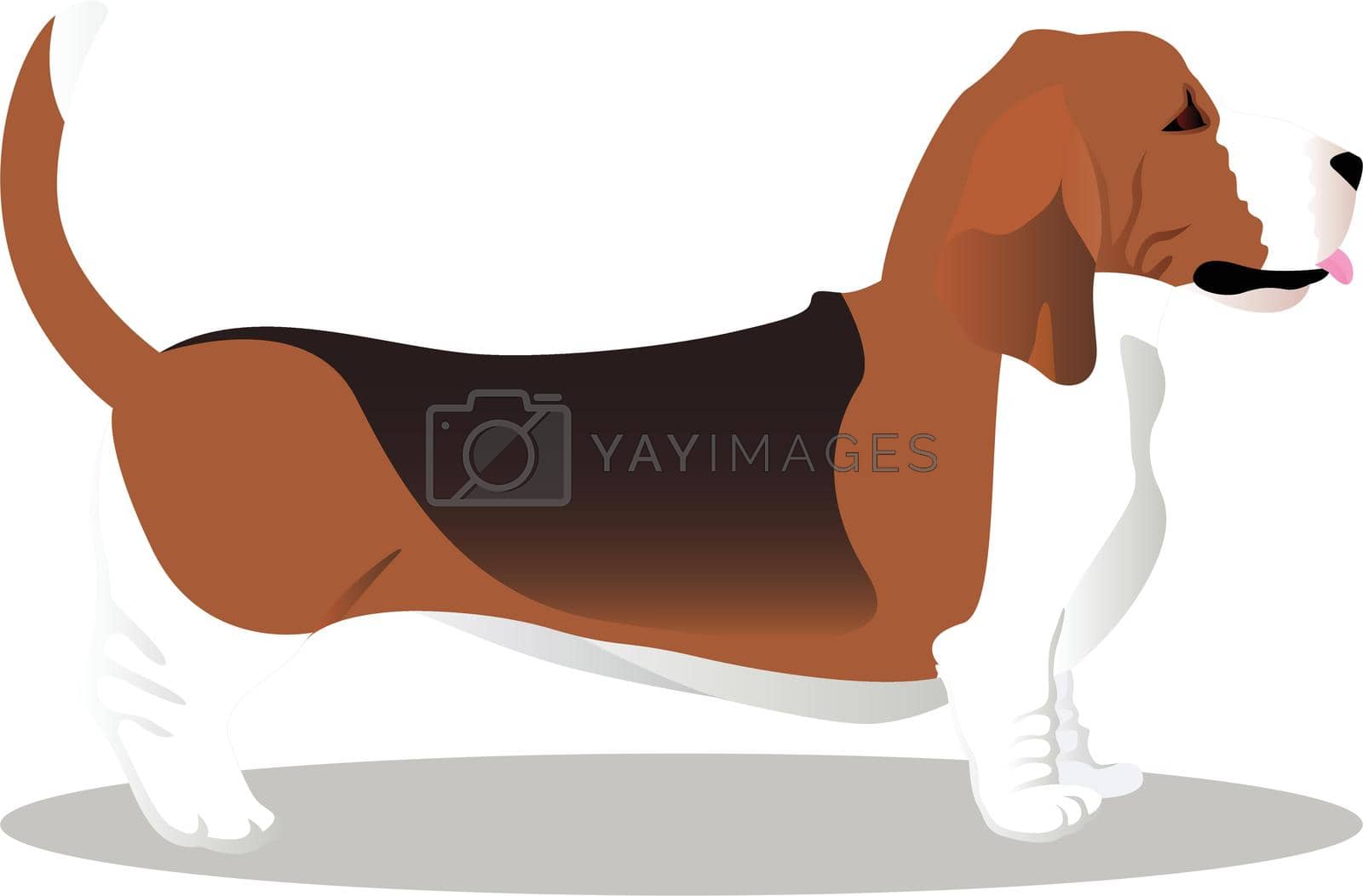 Royalty free image of Basset hound dog by Marishkayu