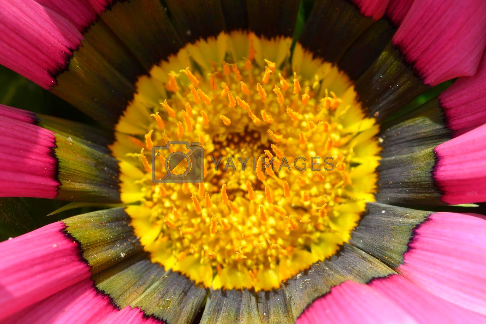 Royalty free image of Close up of treasure flower, Gazania rigens, plant in the family Asteraceae by AlessandroZocc