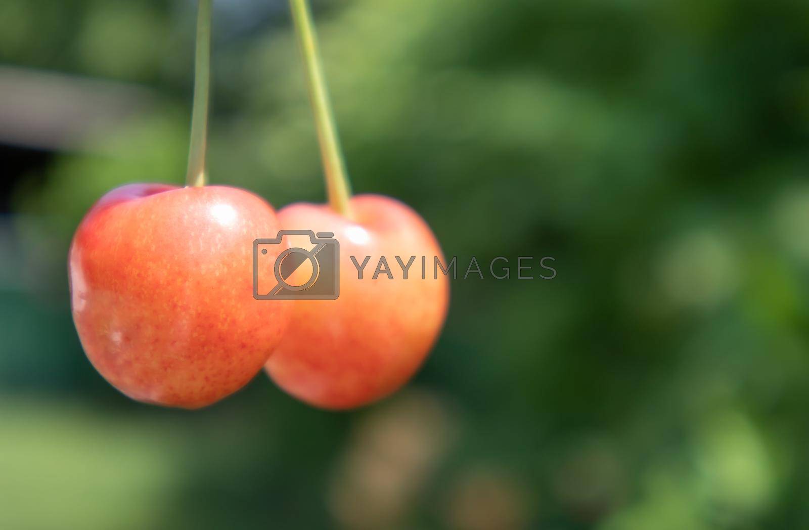 Royalty free image of Two ripe cherries, close-up. Ripe juicy berries. Summer red fruits and berries. Two ripe red sweet cherries in the garden in summer with blurred foliage background. by Roshchyn