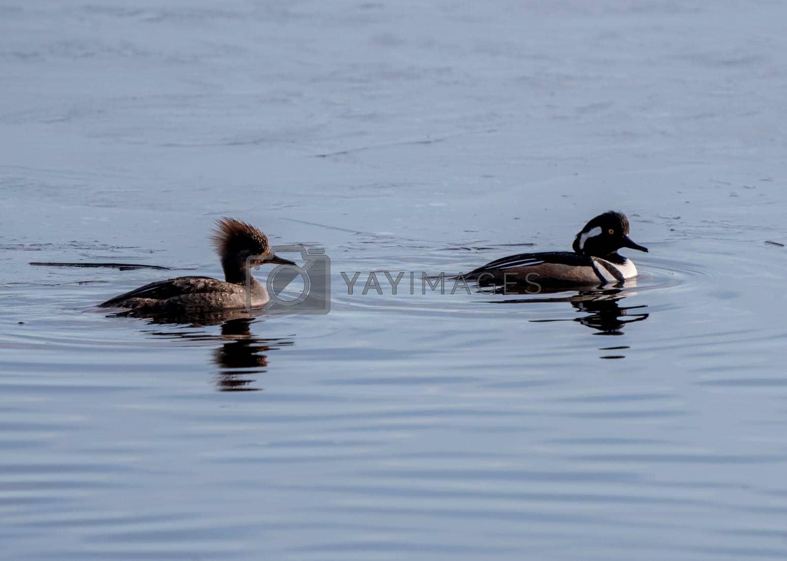 Royalty free image of Hooded Merganser Ducks by pictureguy