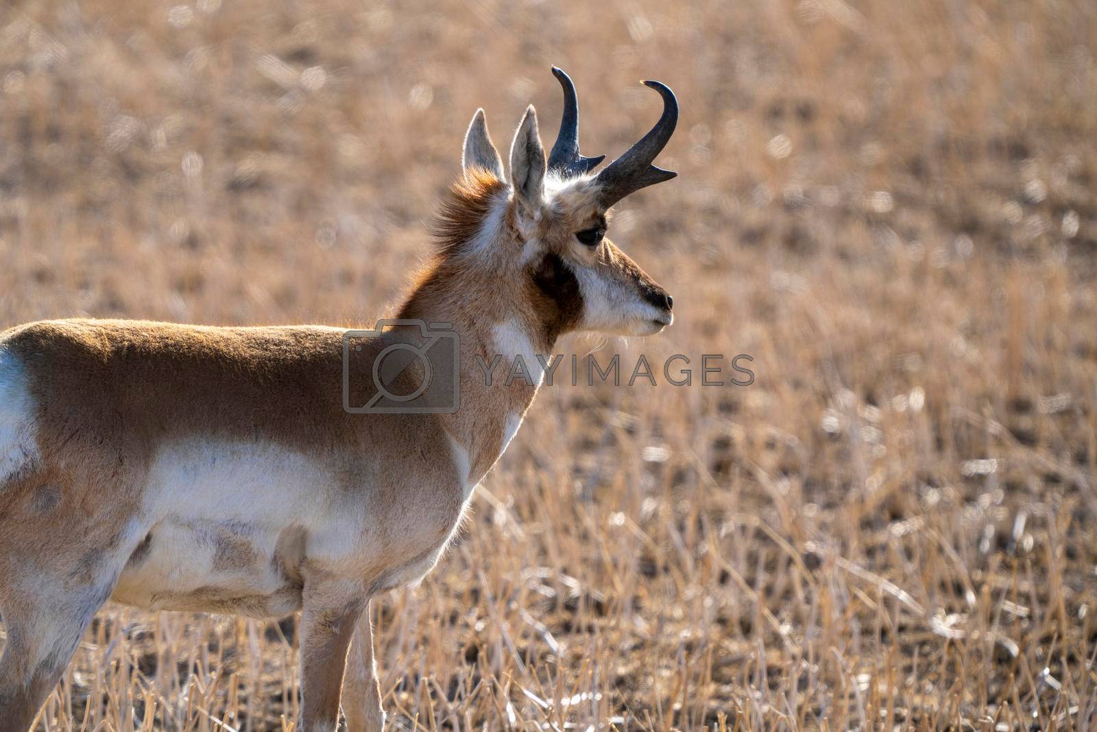 Royalty free image of Pronghorn Antelope Saskatchewan by pictureguy