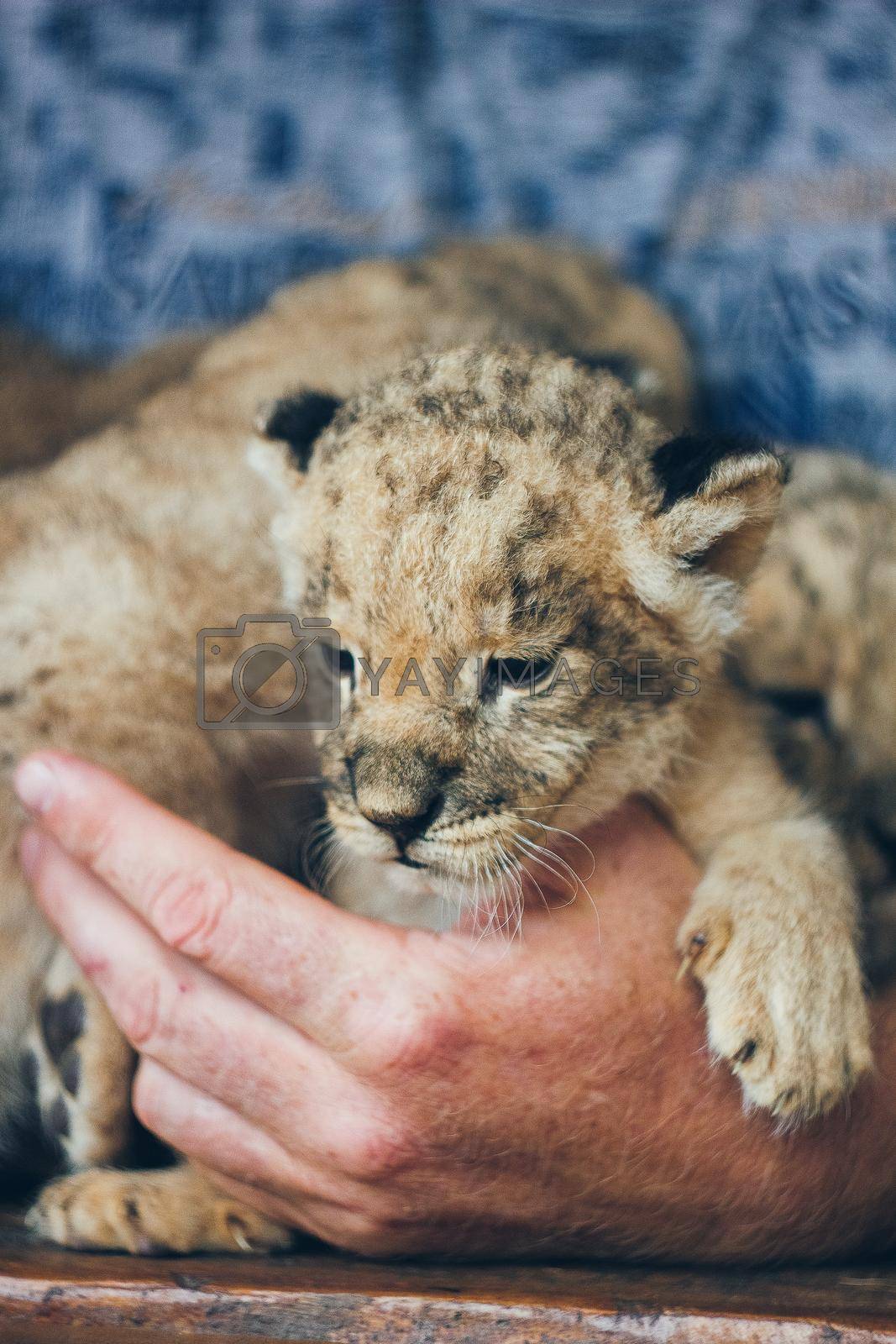 Cute little baby lion cubs in petting zoo. Beautiful furry small lion babies in volunteer's hands. Save the wildlife